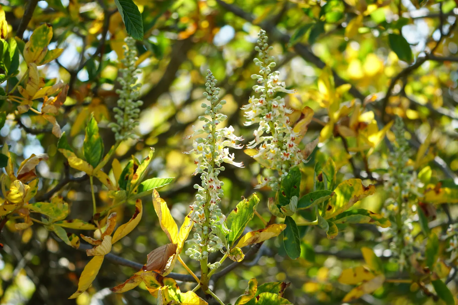 California Buckeye (Aesculus Californica) — presents as a captivating addition to any landscape; shrub / tree with pink and white blooms, image 62