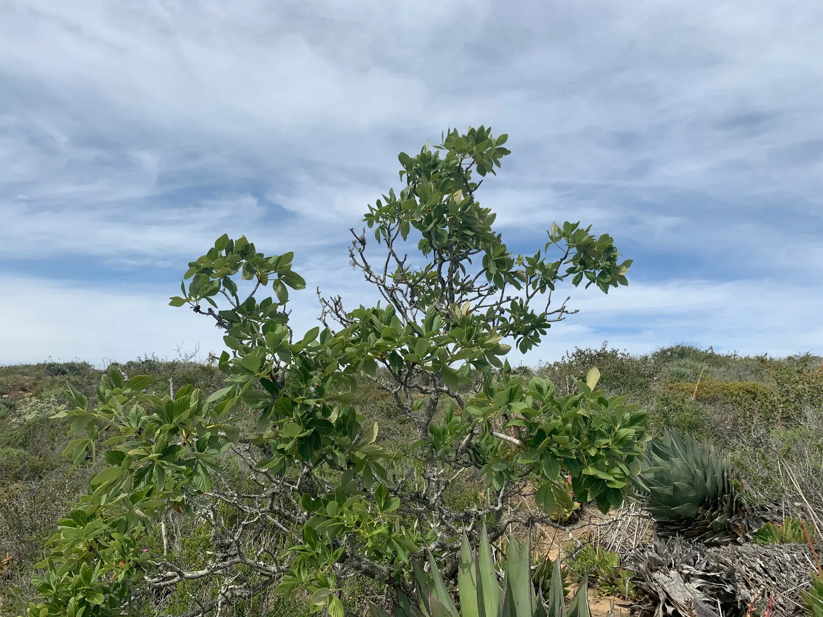 California Buckeye (Aesculus Californica) — scientifically named Aesculus californica; in optimal conditions, it prefers well-drained soils and can, image 61