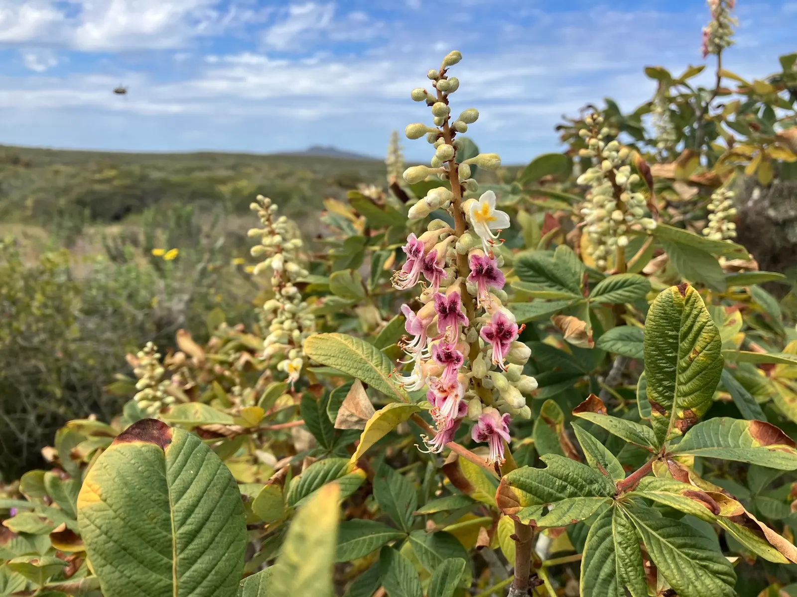 California Buckeye (Aesculus Californica) — pink and white flowers in the garden; sculptural form with multiple branches forming from its base