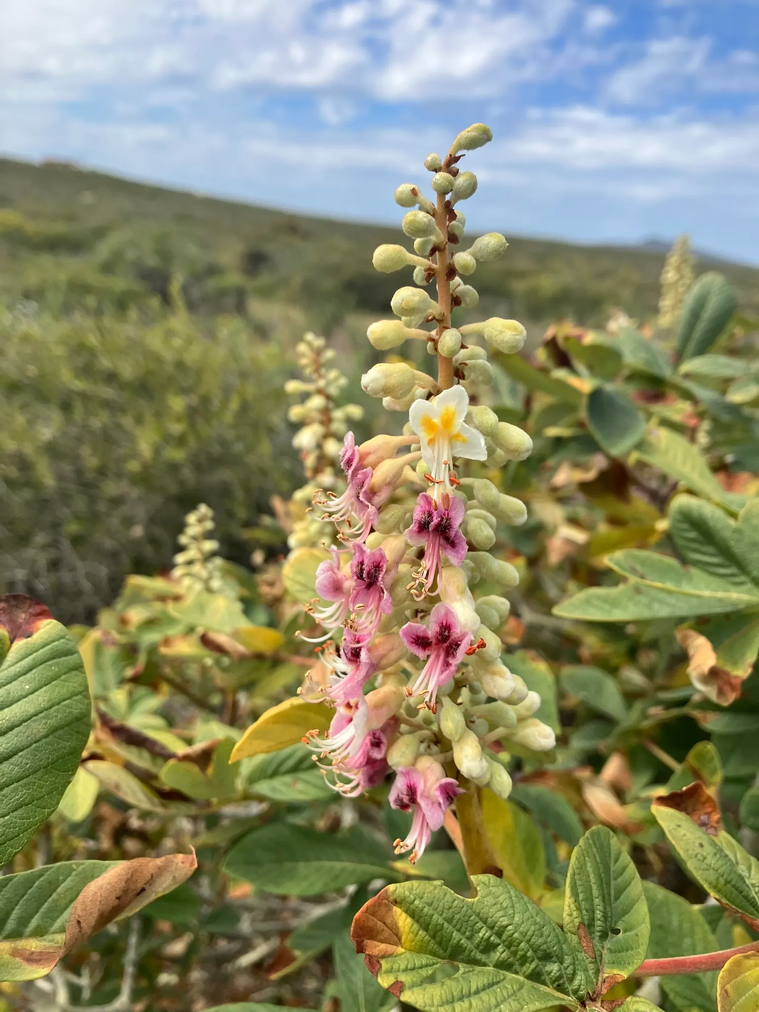 California Buckeye (Aesculus Californica) — shrub / tree with pink and white blooms; are toxic when consumed.<br><br>This species is drought tolerant once