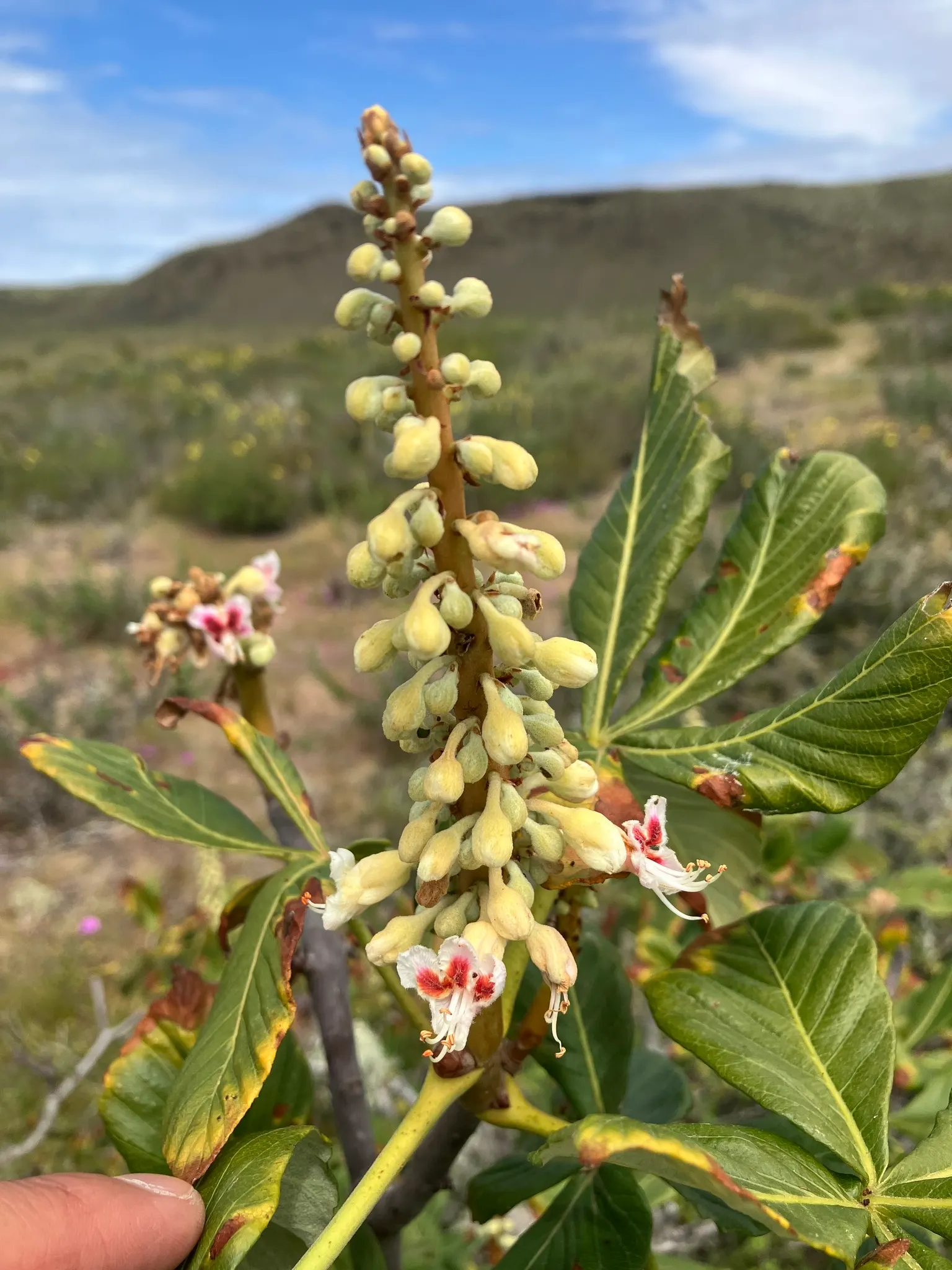 California Buckeye (Aesculus Californica) — shrub / tree for full or half; as it provides both shade and sculptural interest throughout the year