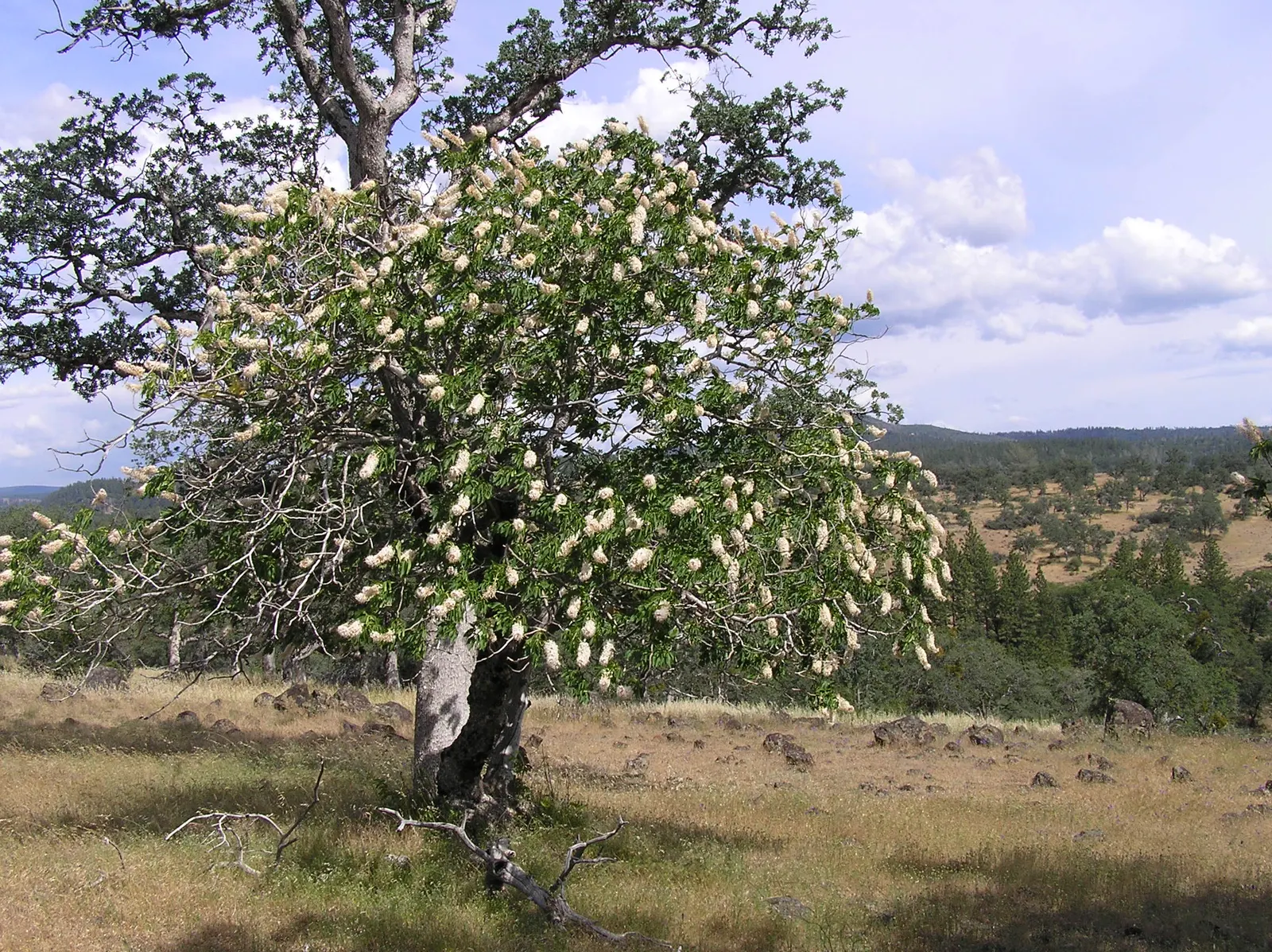 California Buckeye (Aesculus Californica) — This deciduous shrub or small tree is native to the California foothills and coastal regions; caution, image 63