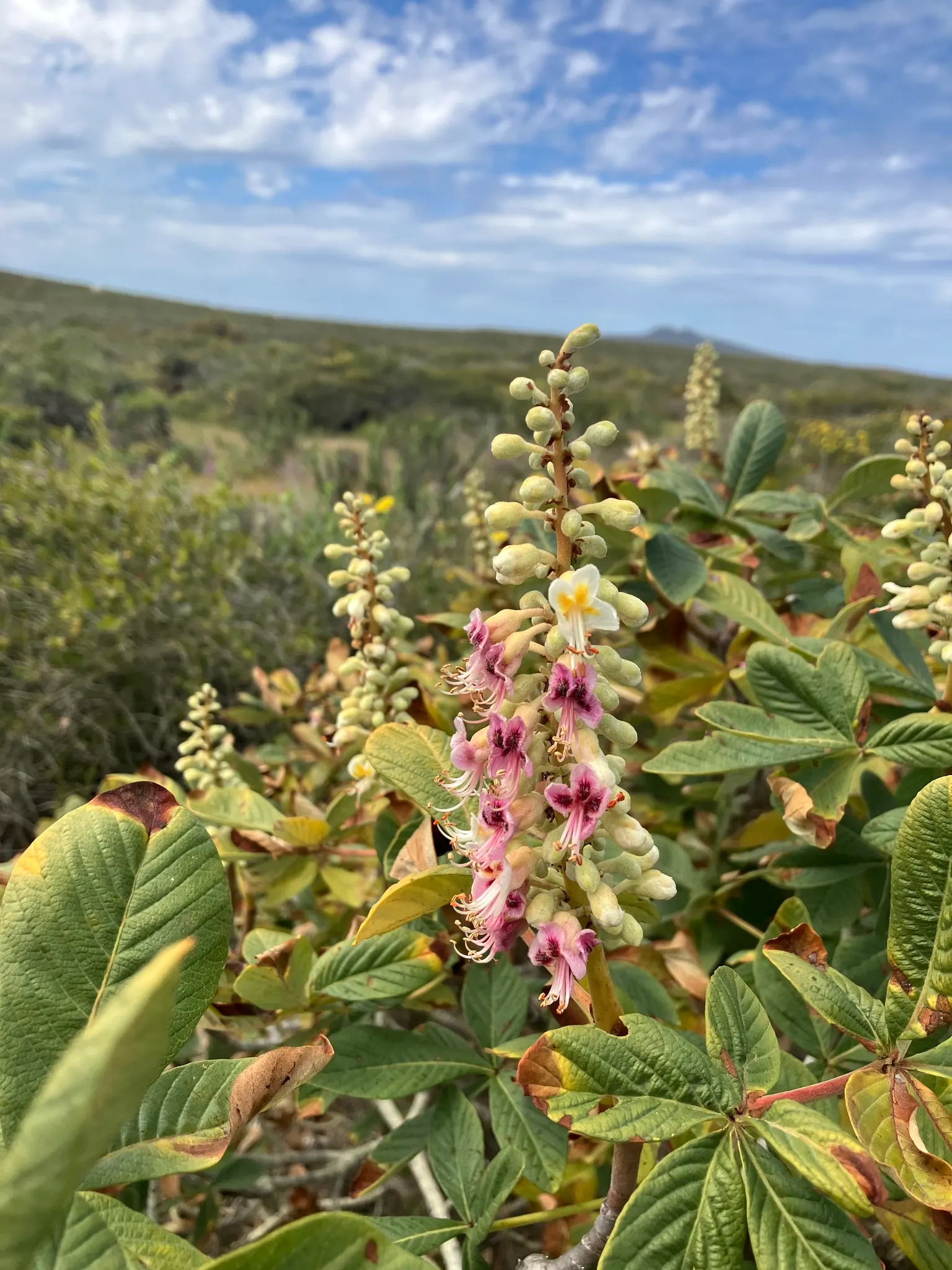 California Buckeye (Aesculus Californica) — as it provides both shade and sculptural interest throughout the year; palmate leaves and erect panicles of fragrant