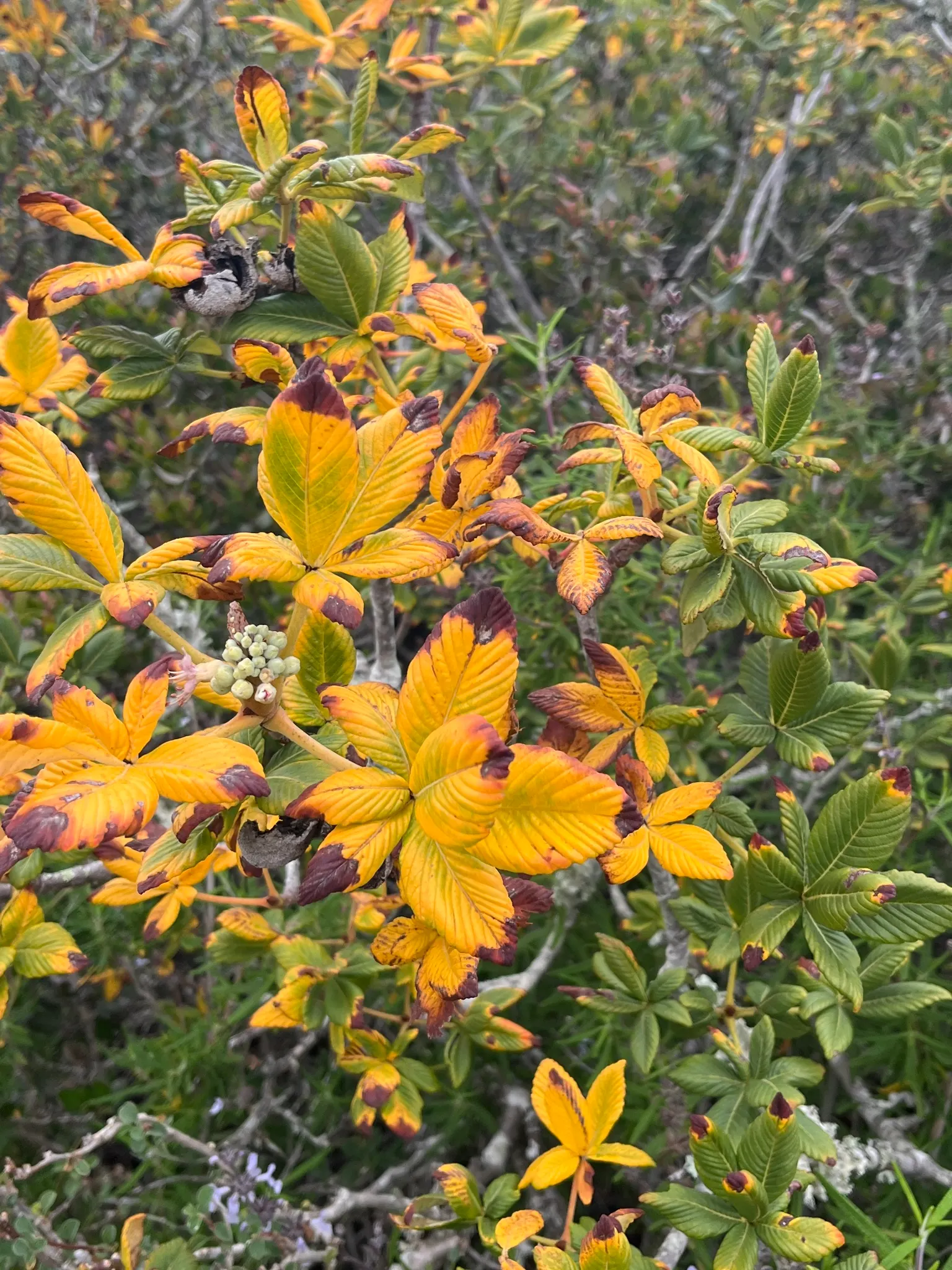 California Buckeye (Aesculus Californica) — is a versatile deciduous shrub or small tree; this drought-tolerant native flourishes in full sun to, image 55