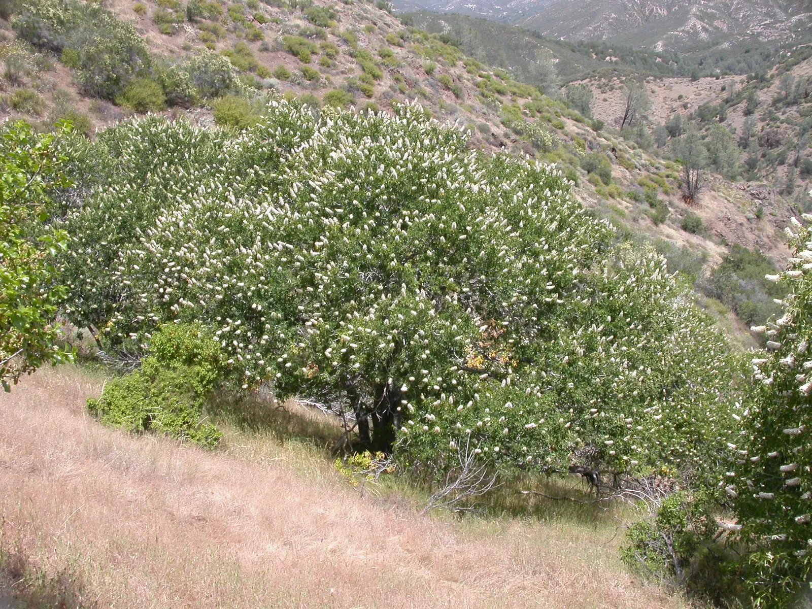 California Buckeye (Aesculus Californica) — sculptural form with multiple branches forming from its base; the plant becomes a focal point with its, image 64