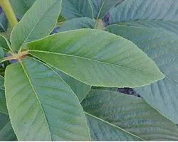 California Buckeye (Aesculus Californica) — Each leaflet, with 5 to 7 lobes, unfurls to an noteworthy size; shrub / tree for full or half, image 66