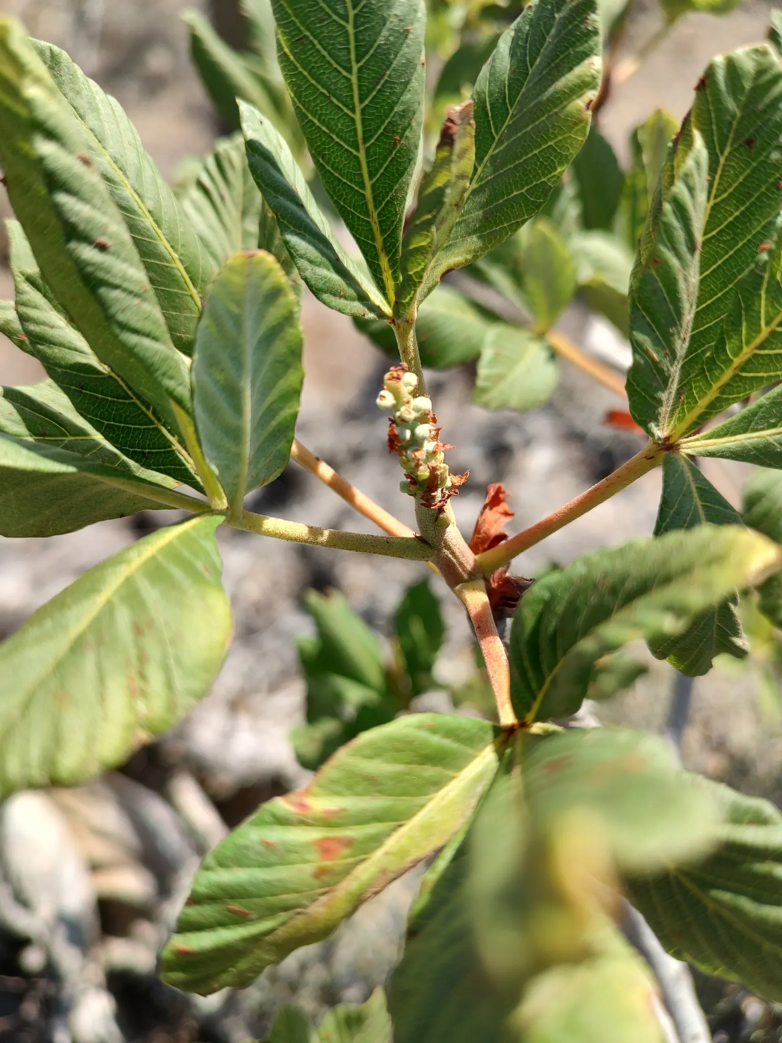 California Buckeye (Aesculus Californica) — typically growing 13-39 feet tall