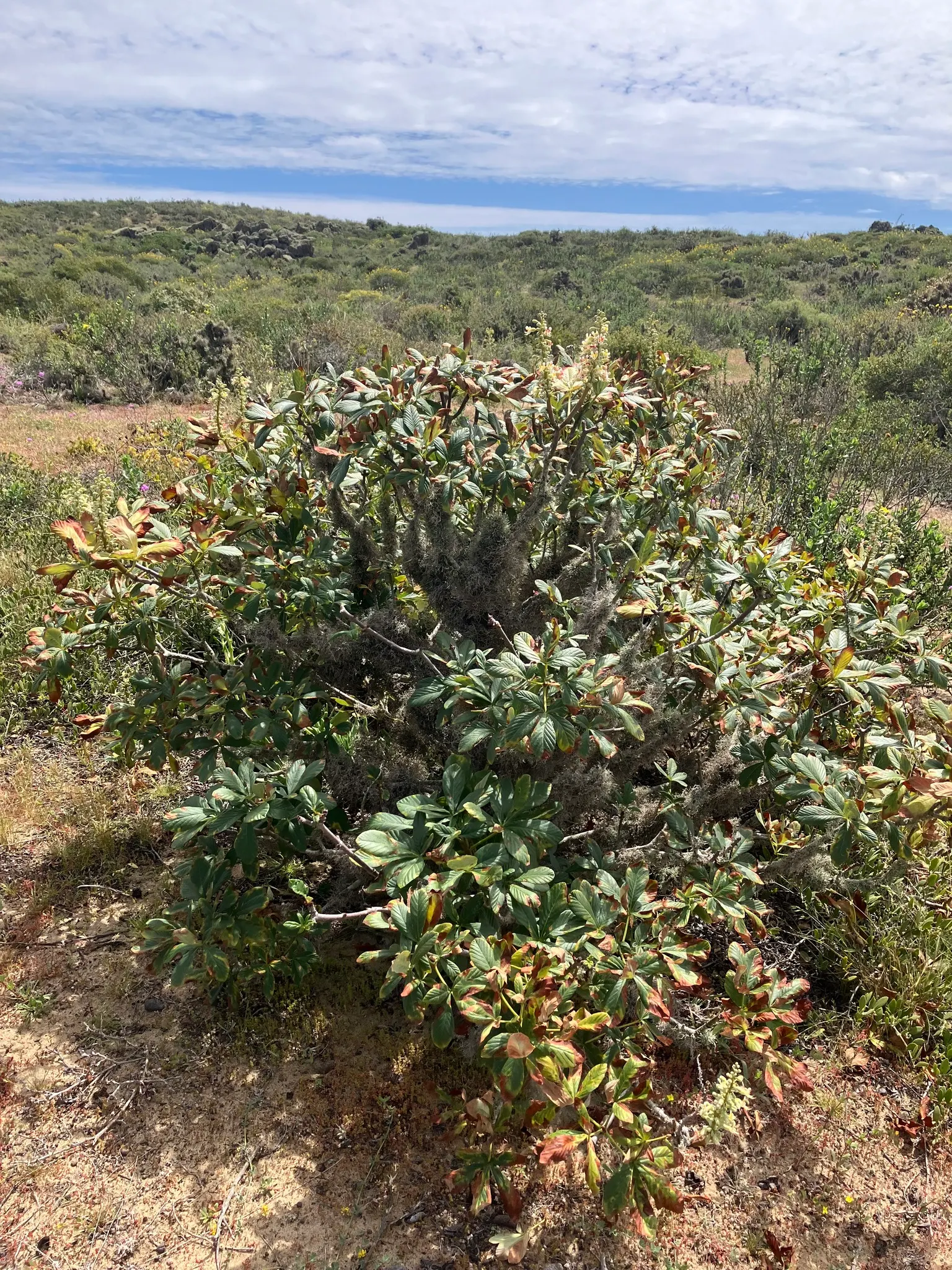 California Buckeye (Aesculus Californica) — When incorporating the Buckeye into a garden design; gardeners should be aware that all parts of this plant