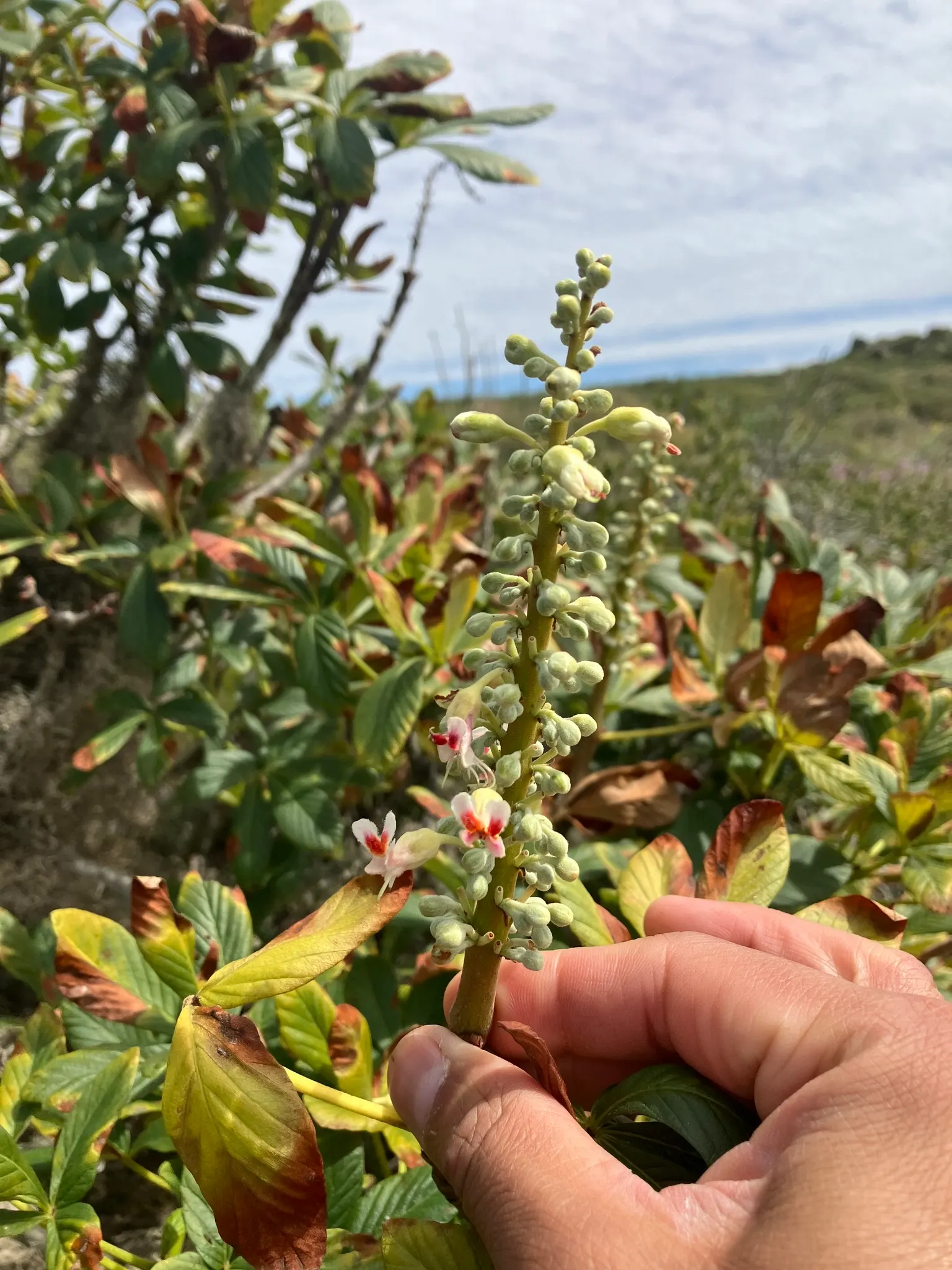 California Buckeye (Aesculus Californica) — but this characteristic is a natural response to its environment and not a sign of ill health; this deciduous shrub