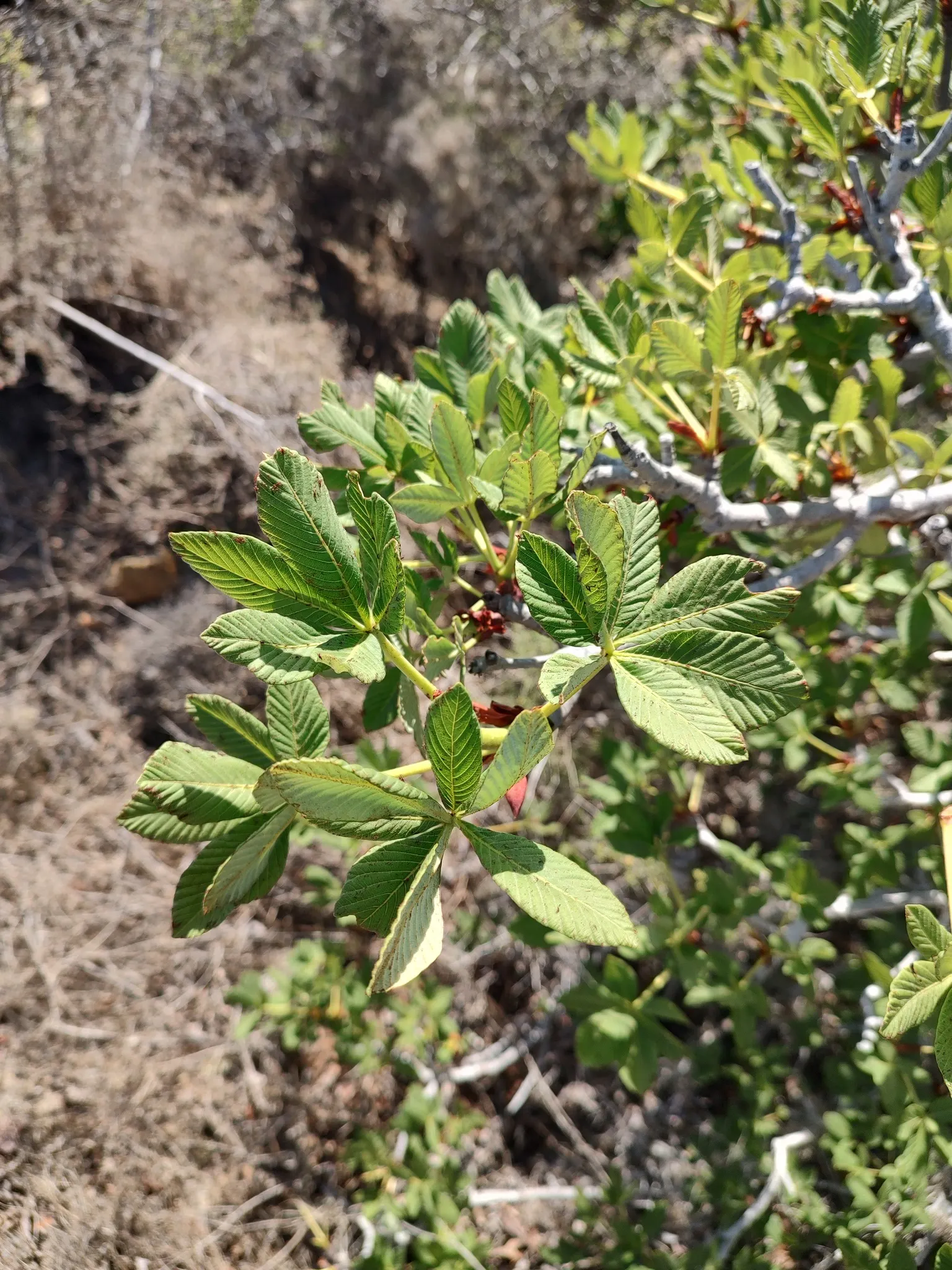 California Buckeye (Aesculus Californica) — This drought-tolerant native flourishes in full sun to partial shade on well-drained soils; pink and, image 58