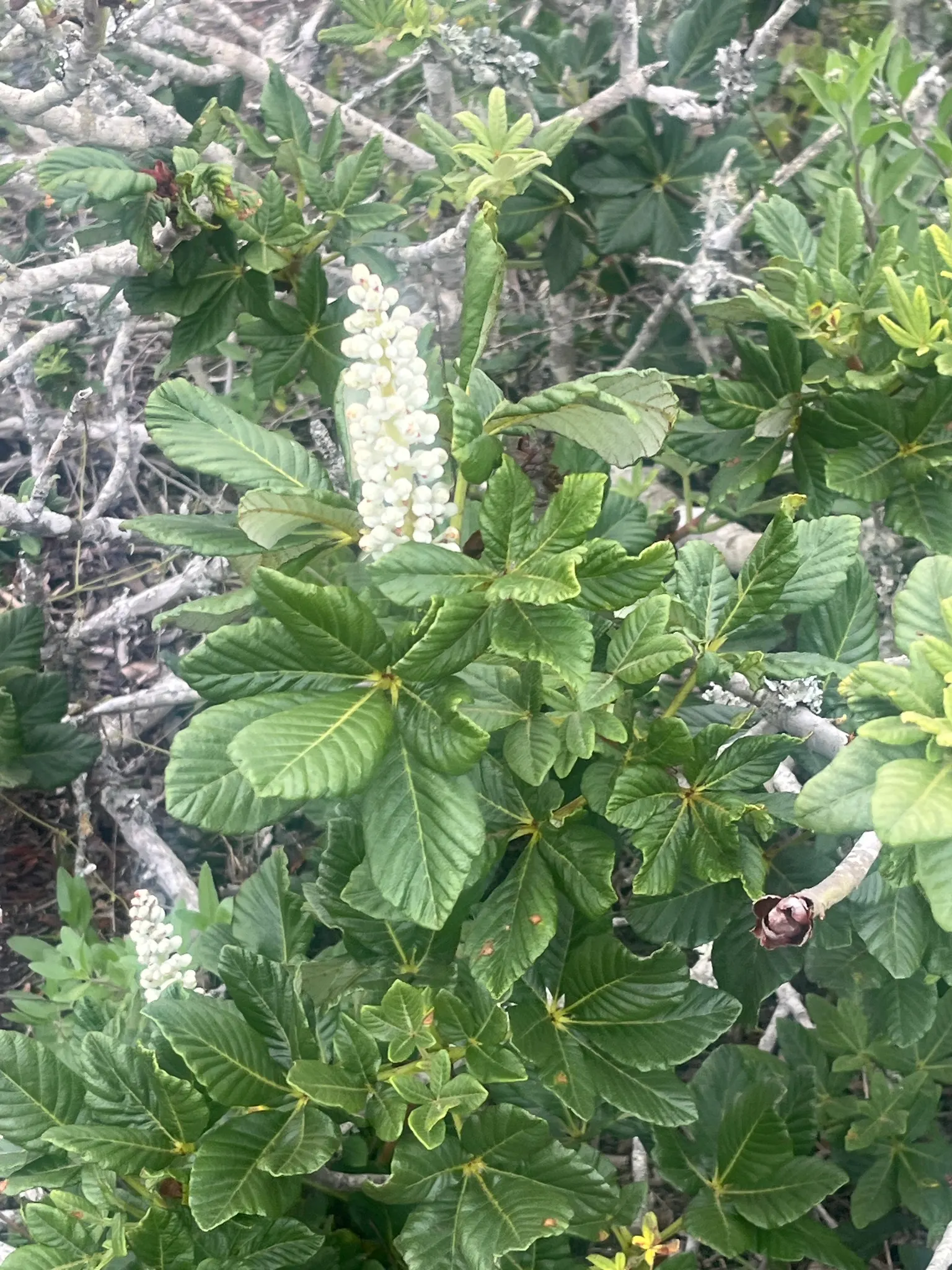 California Buckeye (Aesculus Californica) — This drought-tolerant native flourishes in full sun to partial shade on well-drained soils