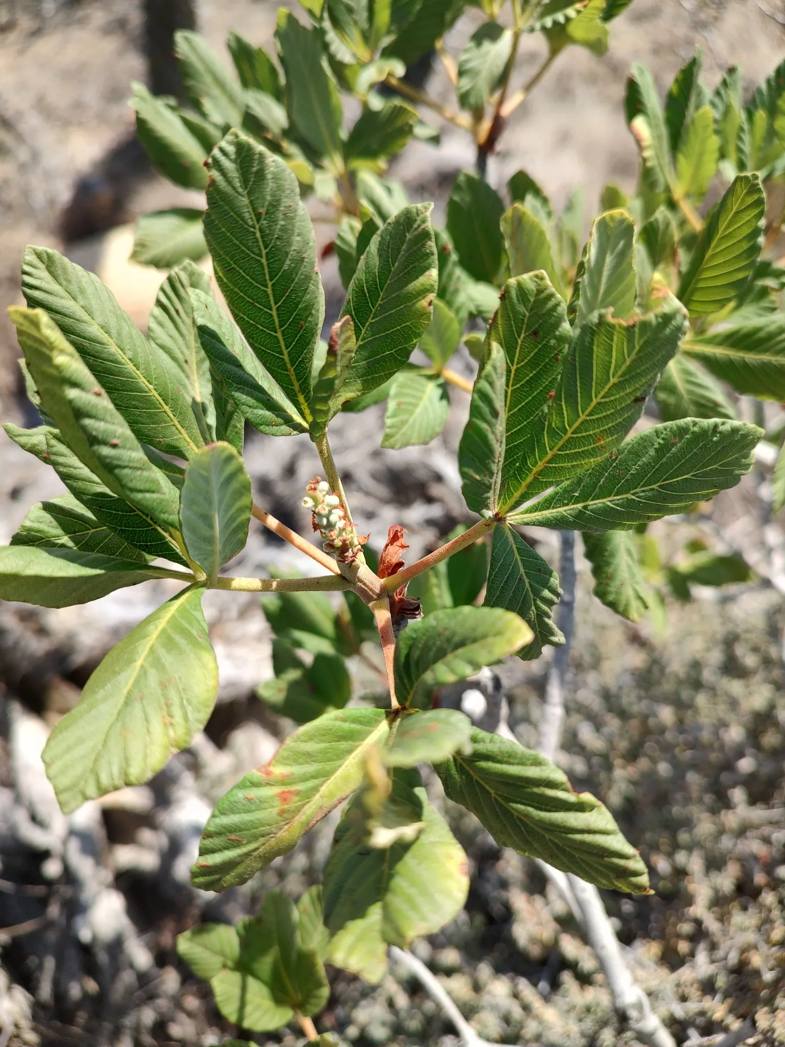 California Buckeye (Aesculus Californica) — palmate leaves and erect panicles of fragrant