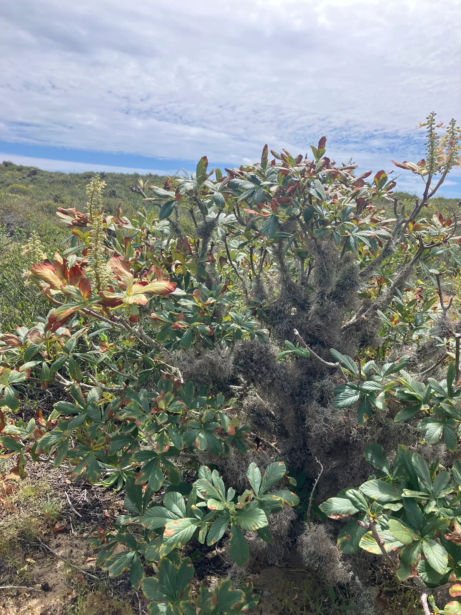 California Buckeye (Aesculus Californica) — ensure to allow ample space for growth and note its seasonal changes, image 50