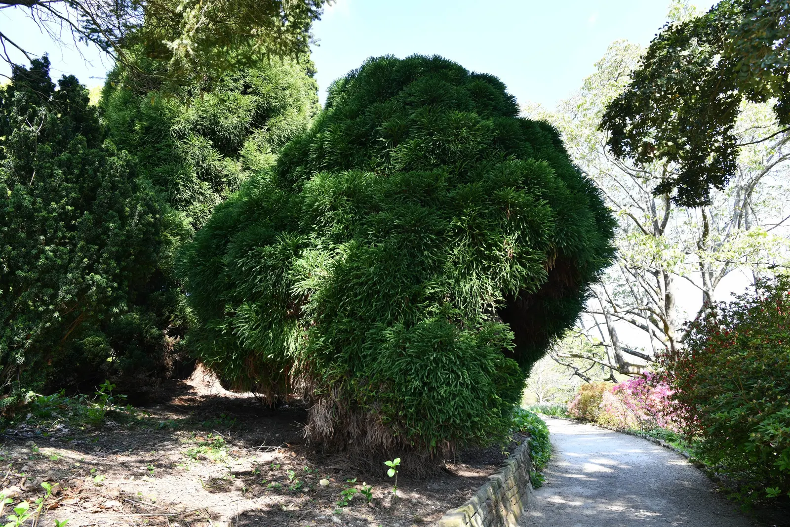 Globose Dwarf Japanese Cedar (Cryptomeria Japonica 'Globosa Nana') — commonly referred to as the Globose Dwarf Japanese Cedar