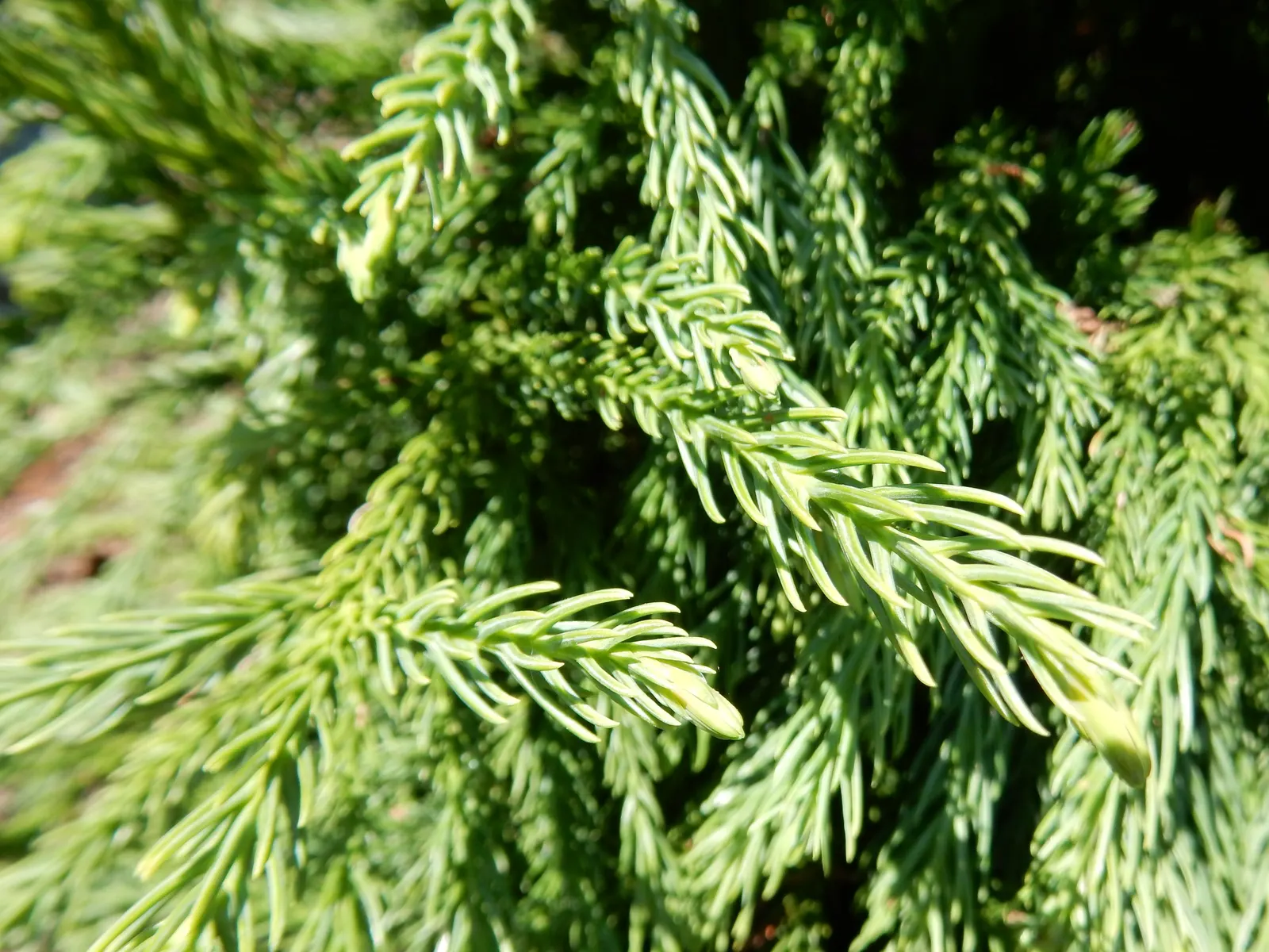 Globose Dwarf Japanese Cedar (Cryptomeria Japonica 'Globosa Nana') — it adapts to a range of soil types