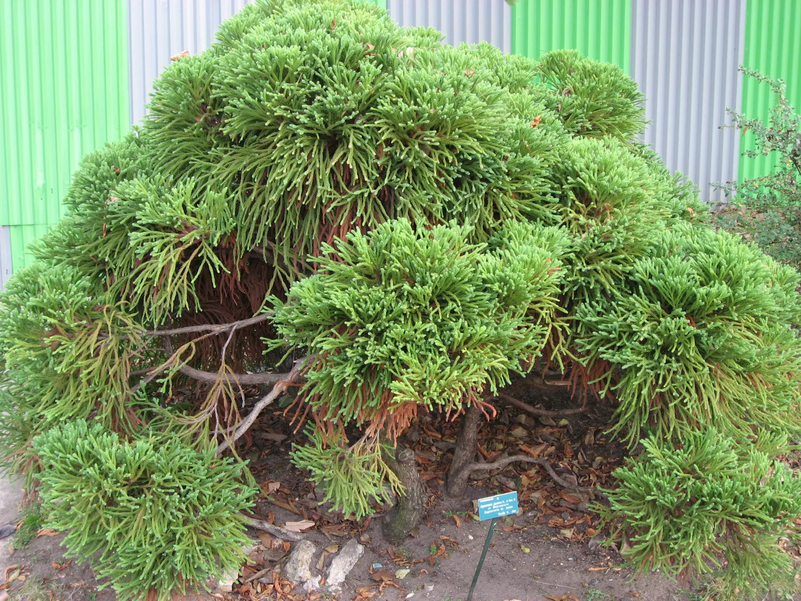 Globose Dwarf Japanese Cedar (Cryptomeria Japonica 'Globosa Nana') — preferring full sun to partial shade