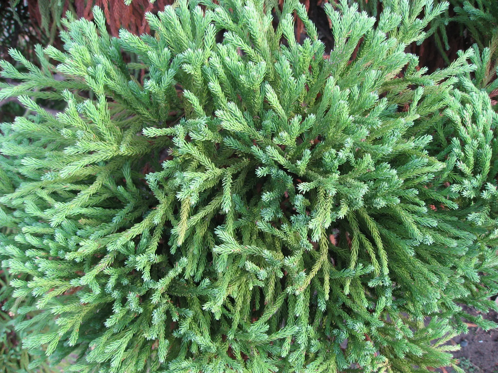 Globose Dwarf Japanese Cedar (Cryptomeria Japonica 'Globosa Nana') — Hardy in USDA zones 5-9, it requires minimal pruning to maintain shape