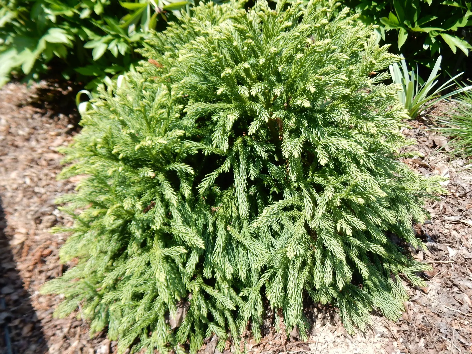 Globose Dwarf Japanese Cedar (Cryptomeria Japonica 'Globosa Nana') — its dense foliage showcases rich green needles that may bronze slightly in winter