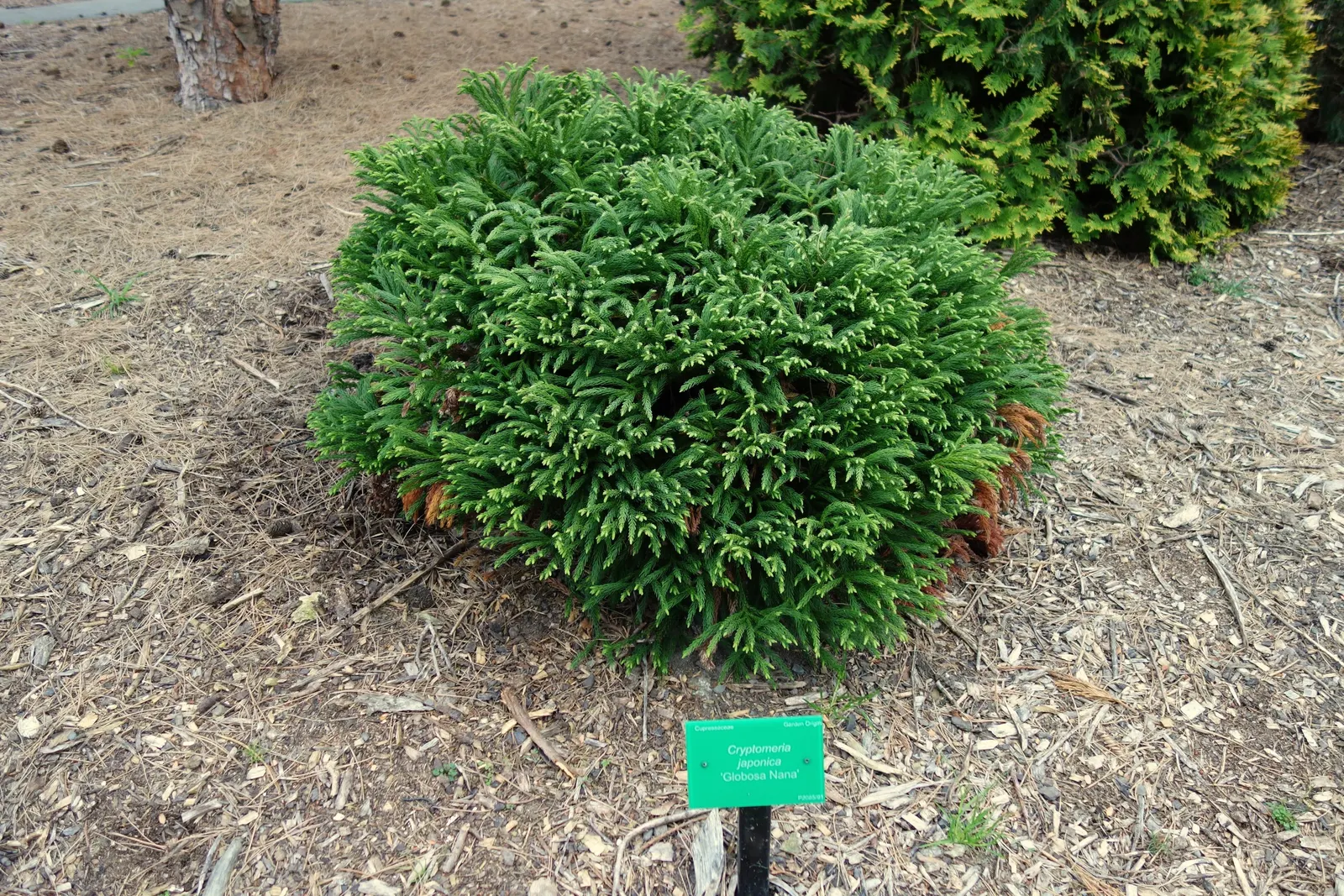 Globose Dwarf Japanese Cedar (Cryptomeria Japonica 'Globosa Nana') — slow-growing evergreen conifer