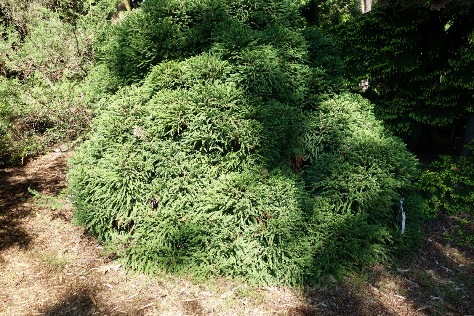 Globose Dwarf Japanese Cedar (Cryptomeria Japonica 'Globosa Nana') — Typically reaching 3-4 feet high and wide