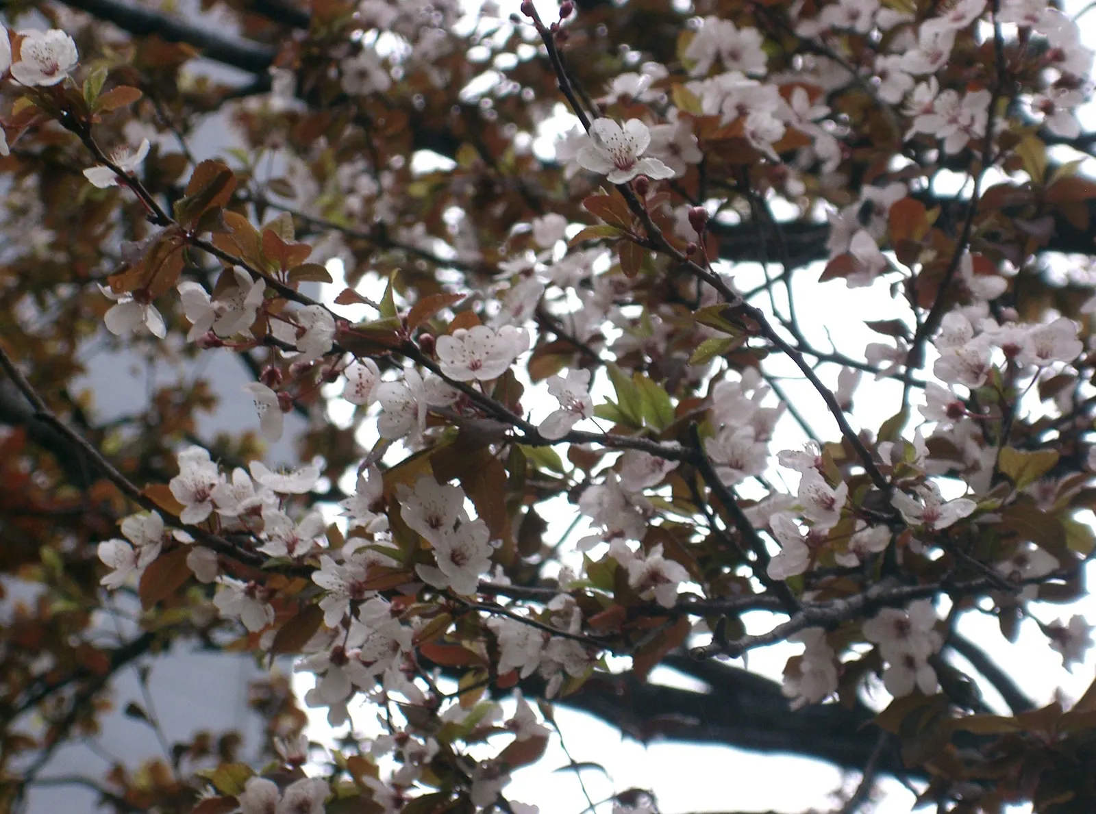 Cherry Plum (Prunus Cerasifera 'Atropurpurea') — the leaves turn a striking reddish-bronze