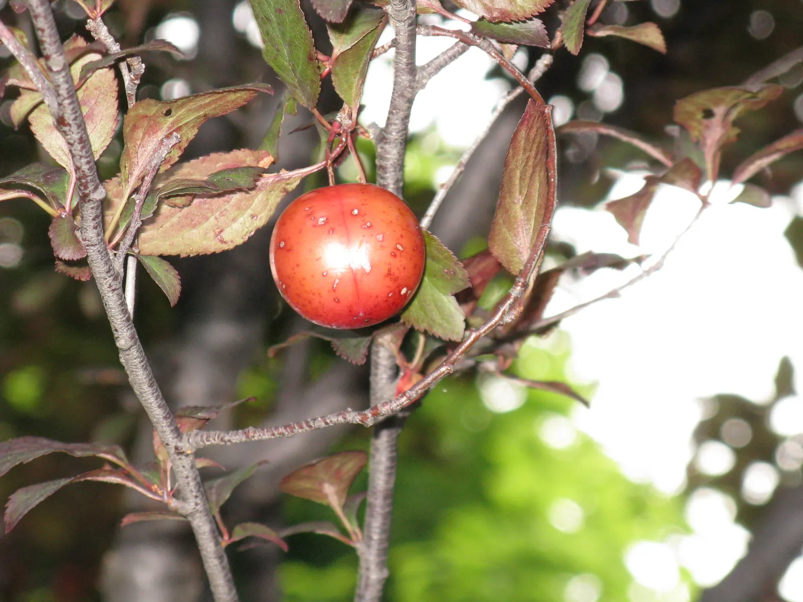 Cherry Plum (Prunus Cerasifera 'Atropurpurea') — cherry-like fruits may appear