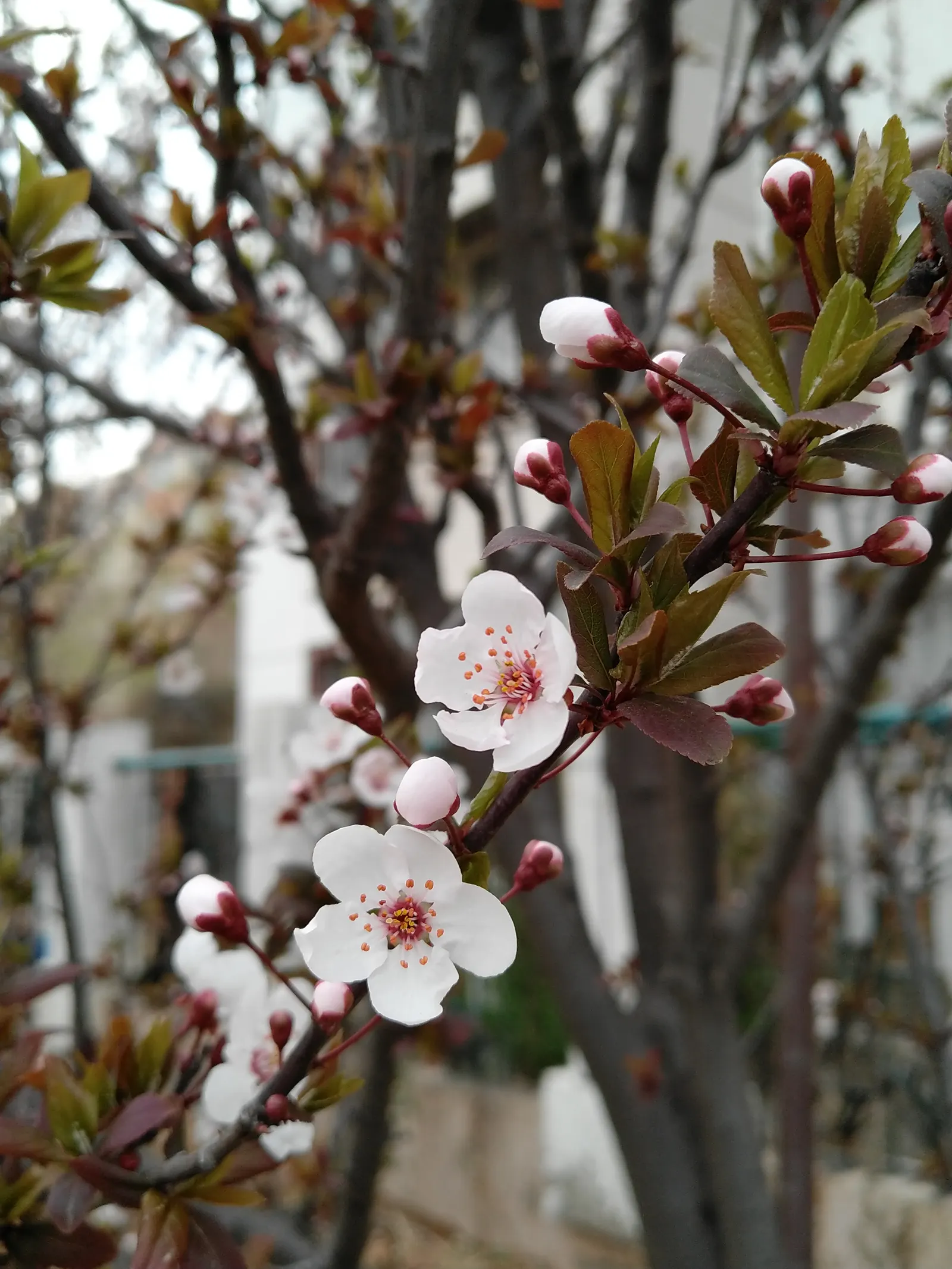 Cherry Plum (Prunus Cerasifera 'Atropurpurea') — bringing an eye-catching splash of color when most other trees are still dormant