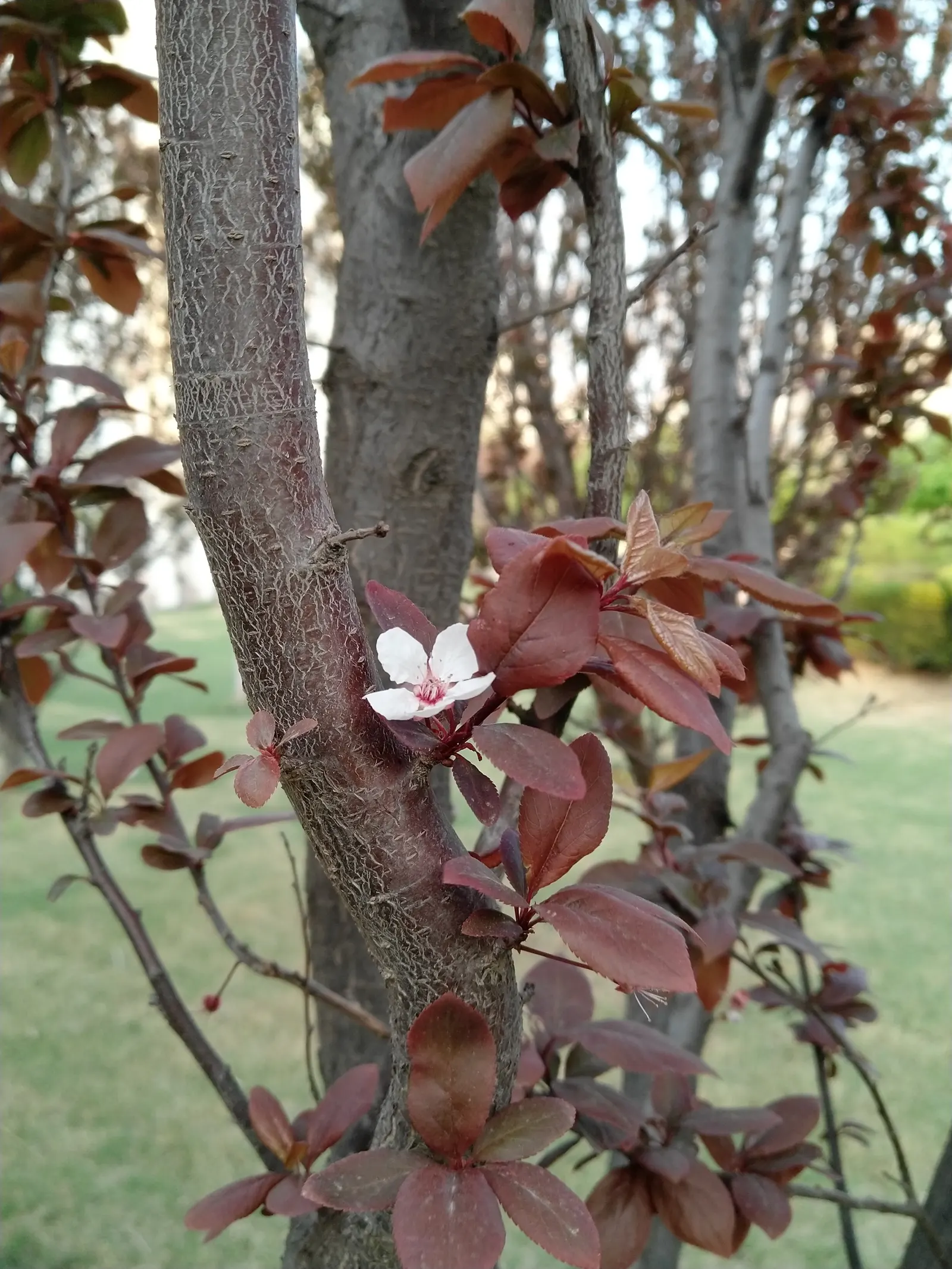 Cherry Plum (Prunus Cerasifera 'Atropurpurea') — medium-sized deciduous tree standing 15-25 feet tall with a spread of 15-20 feet