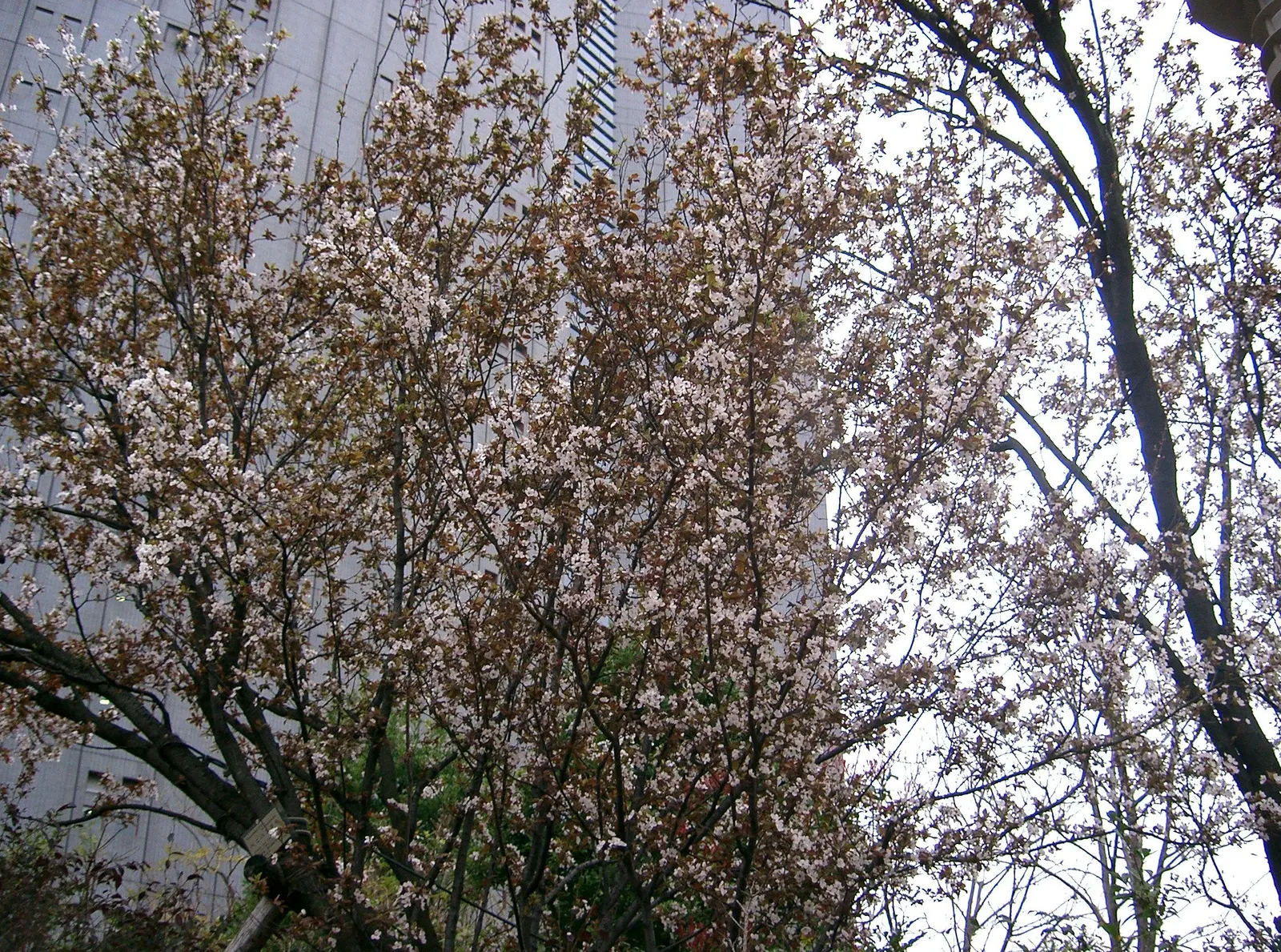Cherry Plum (Prunus Cerasifera 'Atropurpurea') — providing a cooling visual that pairs well with green-leaved plants and lighter-colored blooms