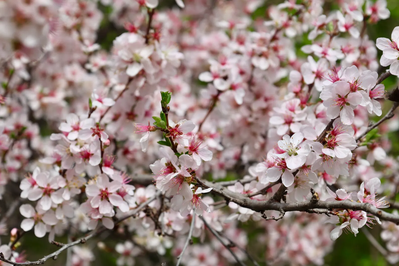 Cherry Plum (Prunus Cerasifera 'Atropurpurea') — providing year-round interest with its foliage and seasonal blooms