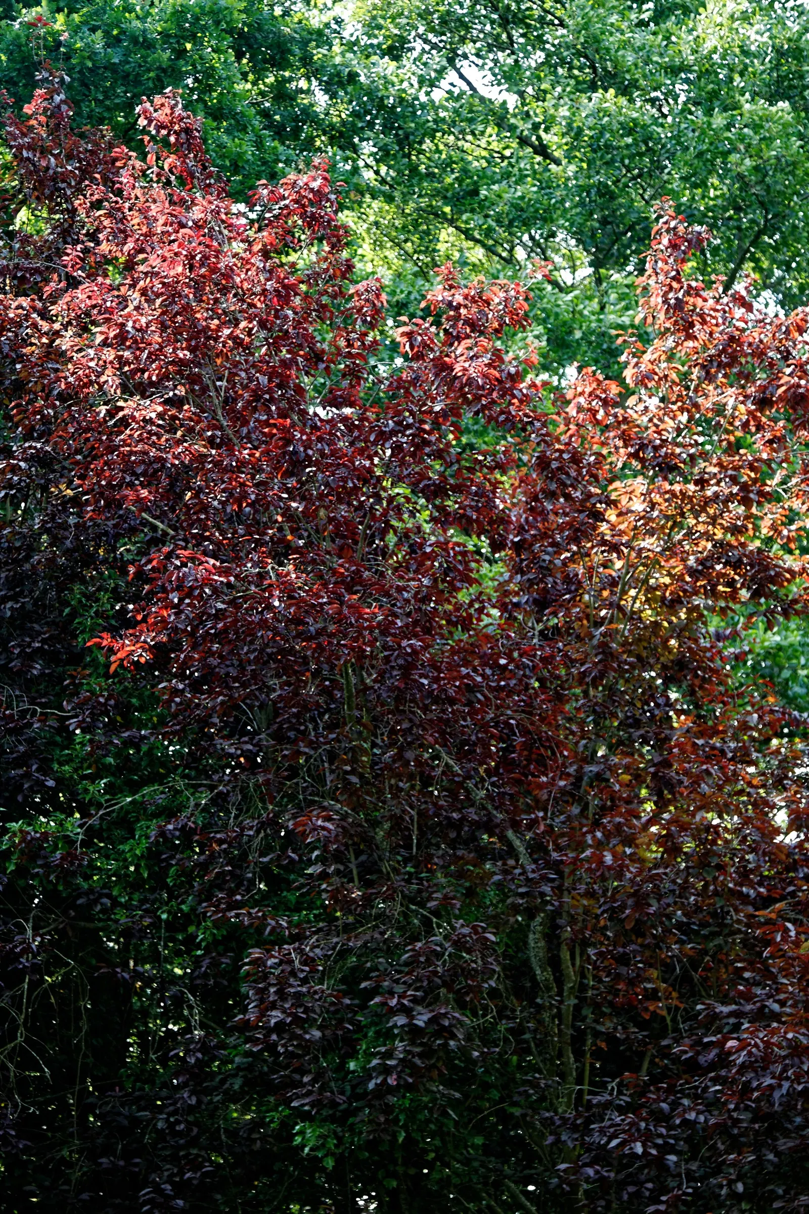 Cherry Plum (Prunus Cerasifera 'Atropurpurea') — tree with white blooms