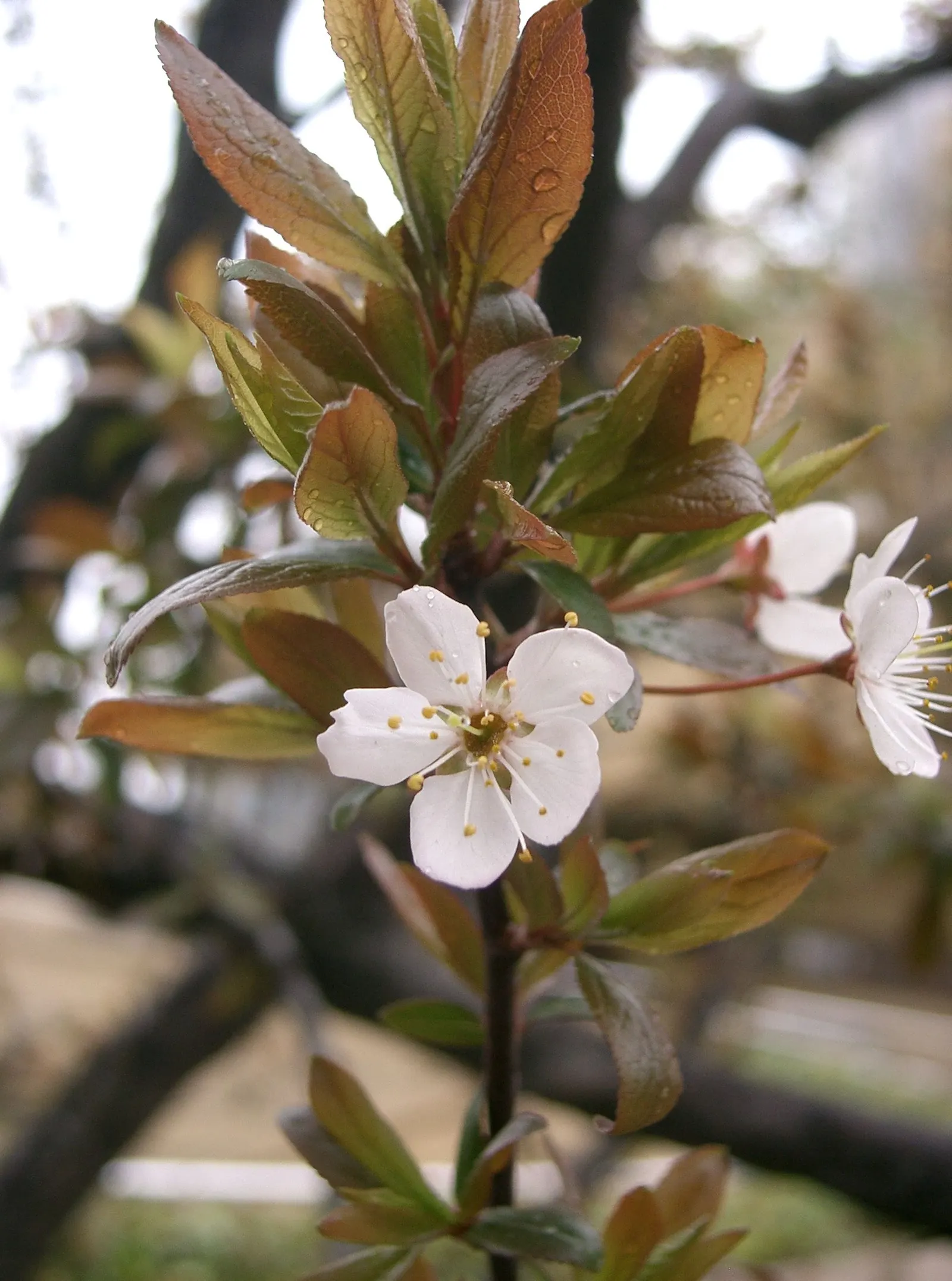 Cherry Plum (Prunus Cerasifera 'Atropurpurea') — While it can tolerate a range of soil types, the Cherry Plum thrives best in USDA hardiness zones 4 through 9