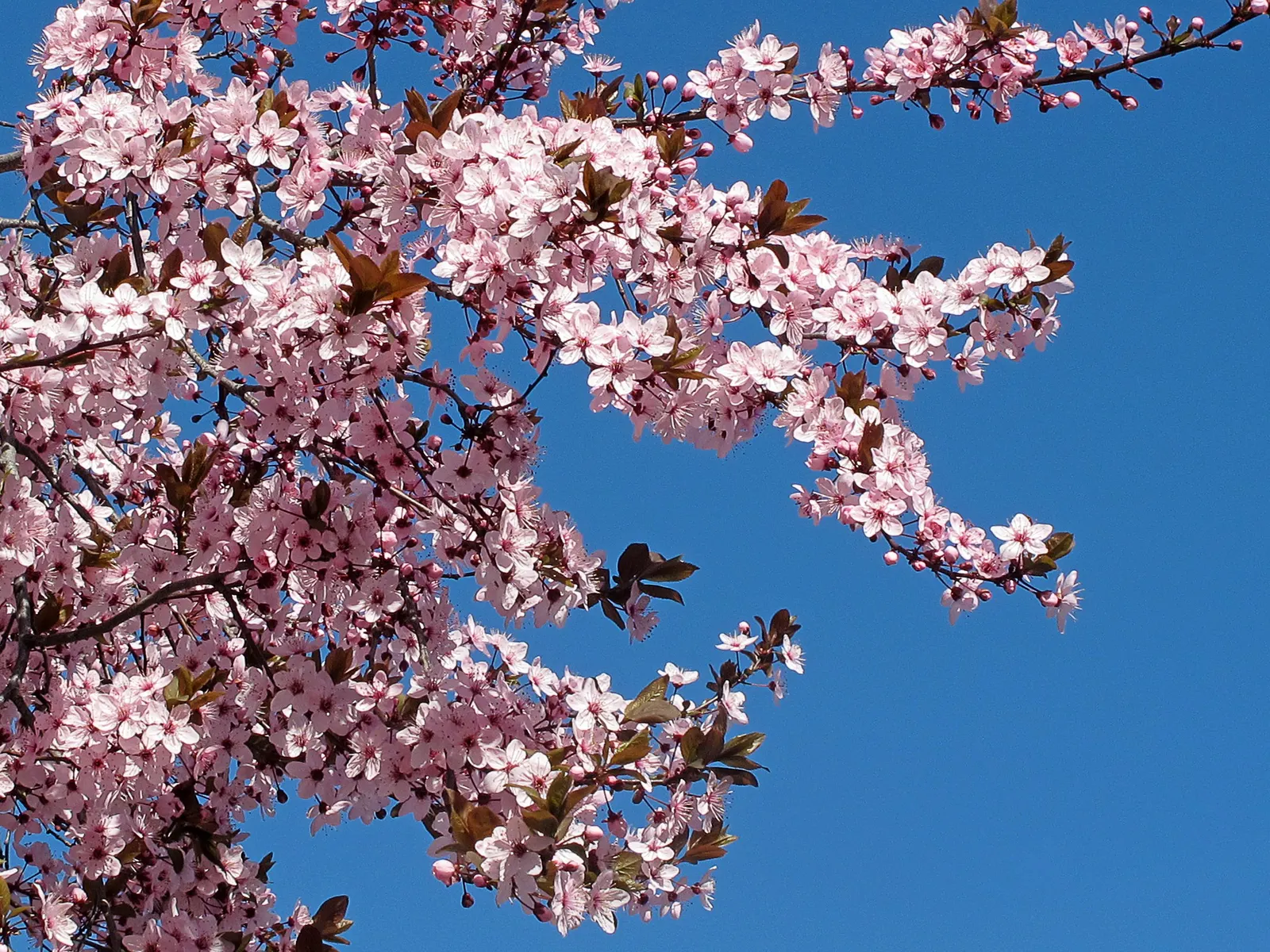 Cherry Plum (Prunus Cerasifera 'Atropurpurea') — It's ideal for accentuating gardens or as a colorful street tree