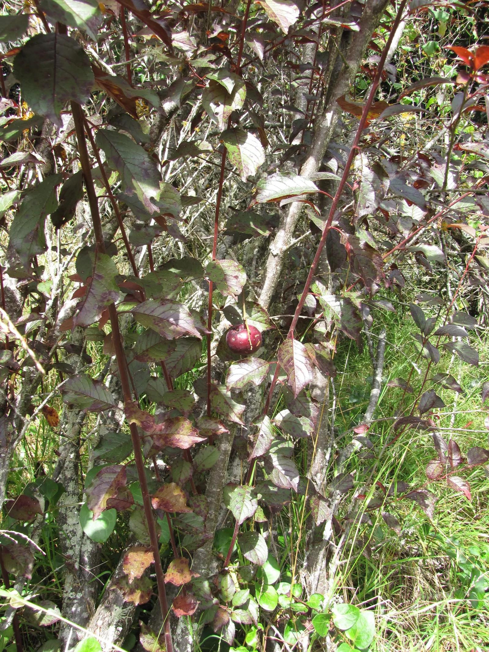 Cherry Plum (Prunus Cerasifera 'Atropurpurea') — This hardy tree requires full sun and well-drained soil