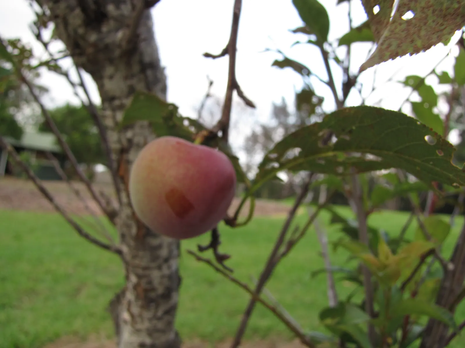 Cherry Plum (Prunus Cerasifera 'Atropurpurea') — serving as an early season nectar source.<br><br>During the summer