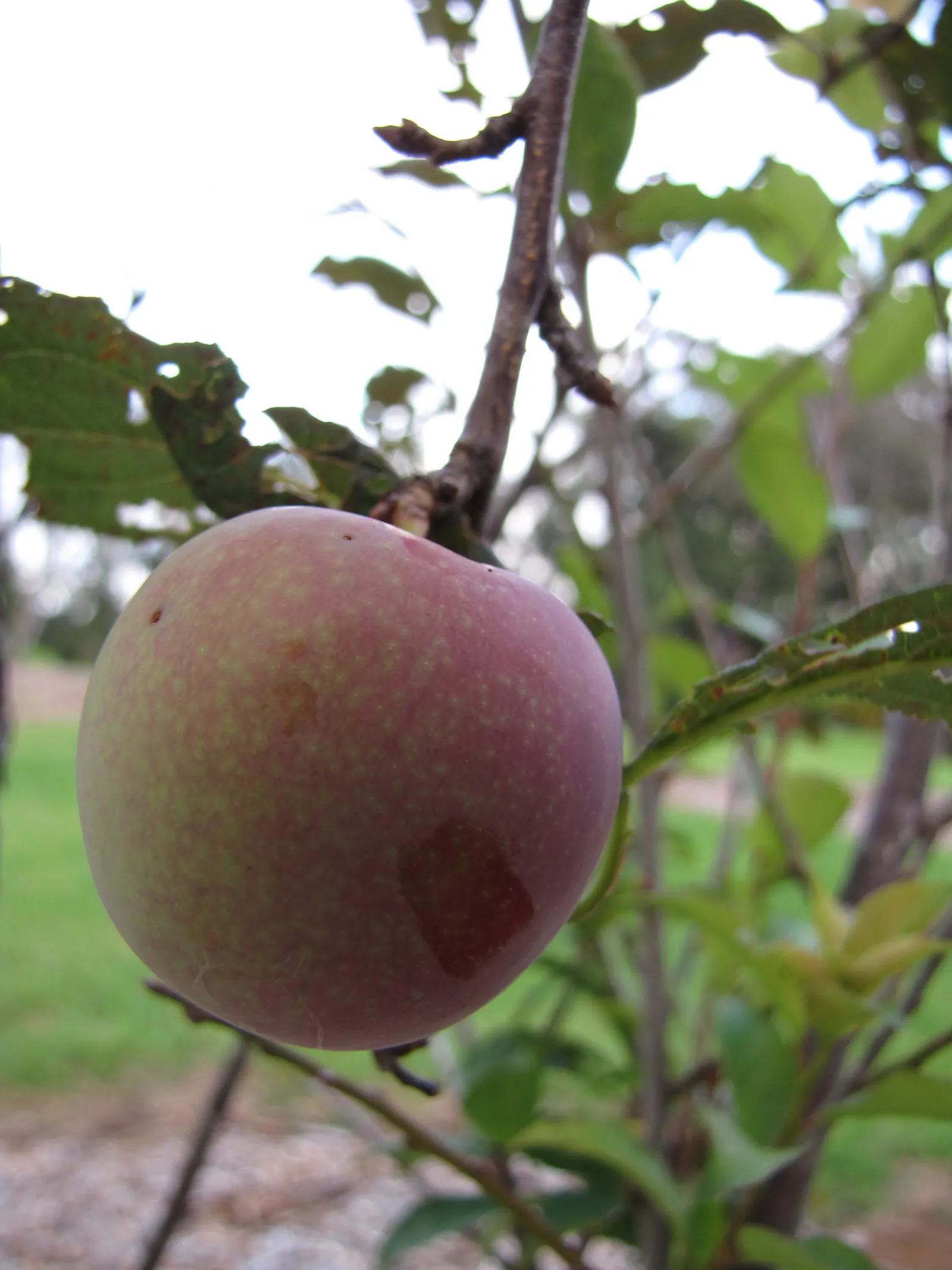 Cherry Plum (Prunus Cerasifera 'Atropurpurea') — adding warmth to the landscape