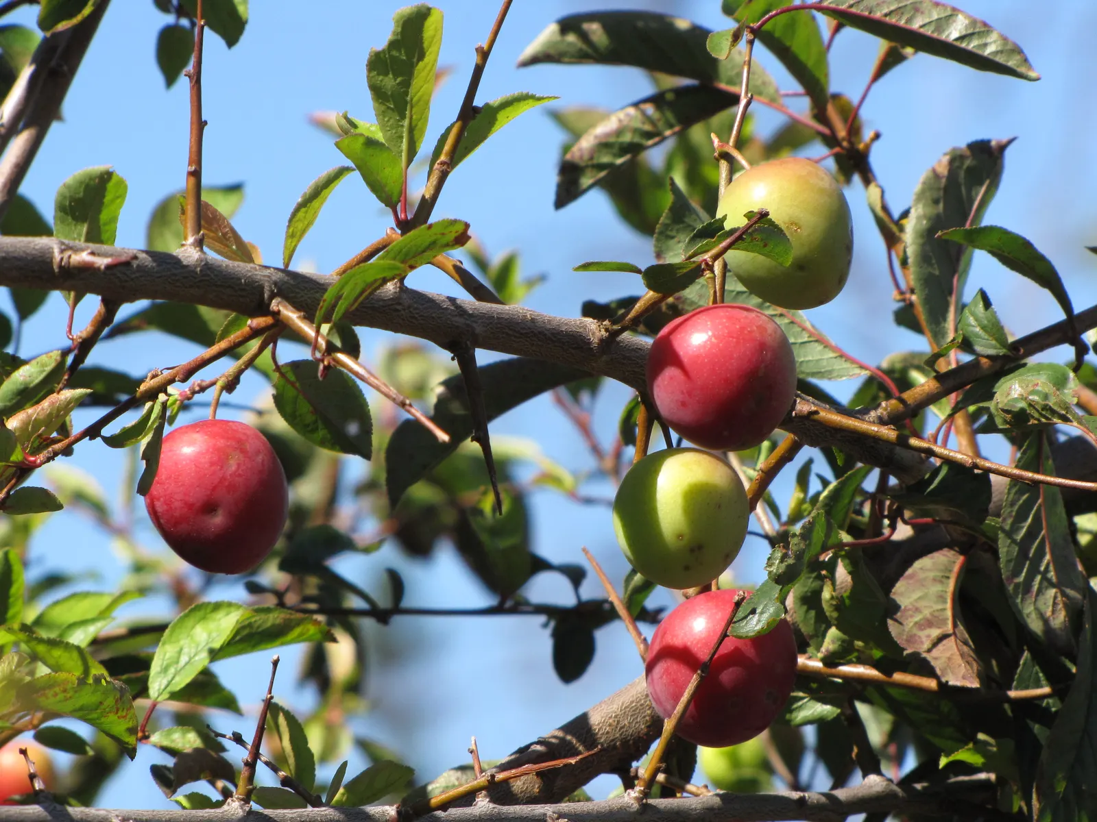 Cherry Plum (Prunus Cerasifera 'Atropurpurea') — its foliage transforms into a vivid reddish-purple spread