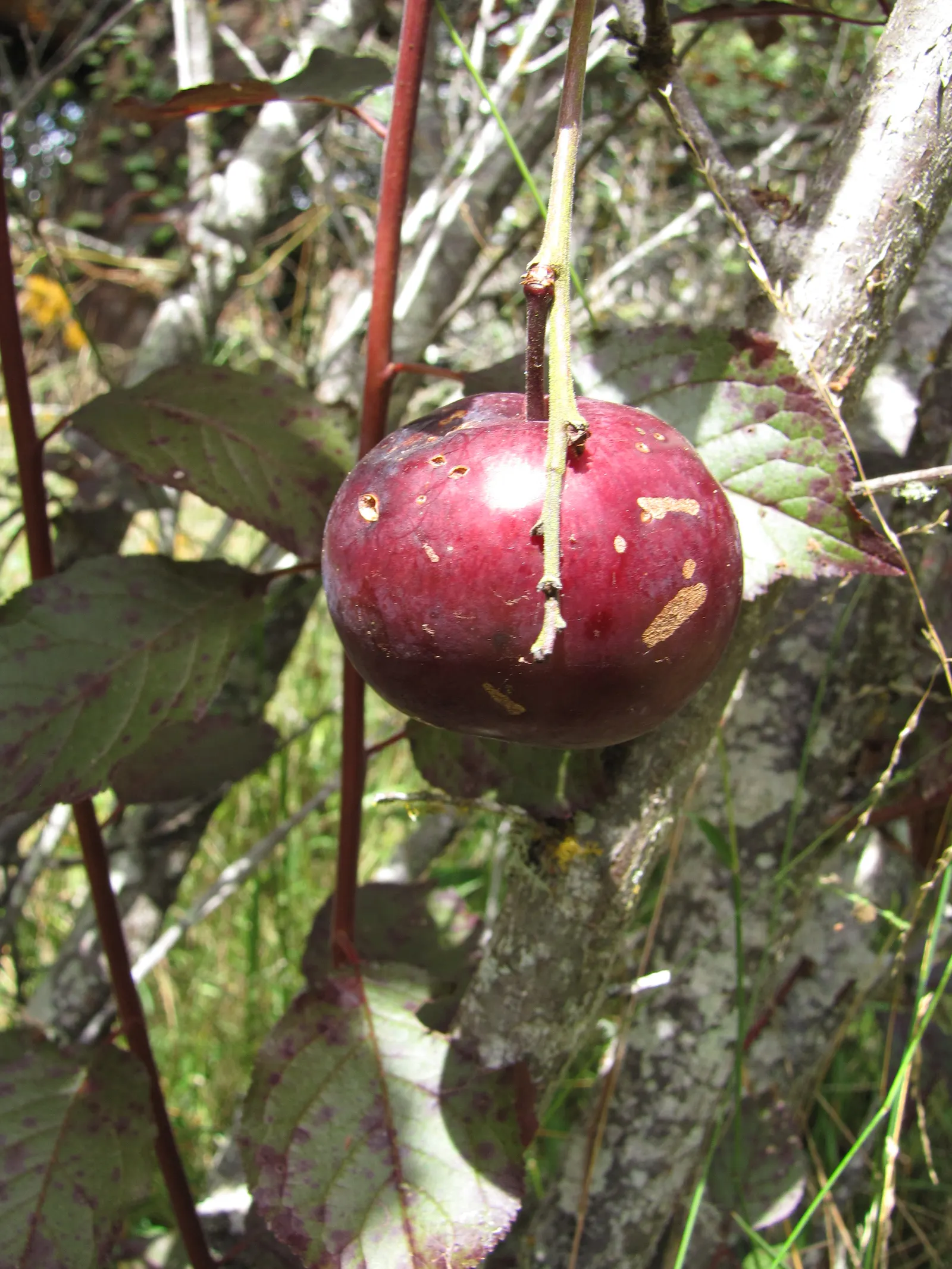 Cherry Plum (Prunus Cerasifera 'Atropurpurea') — white flowers in the garden