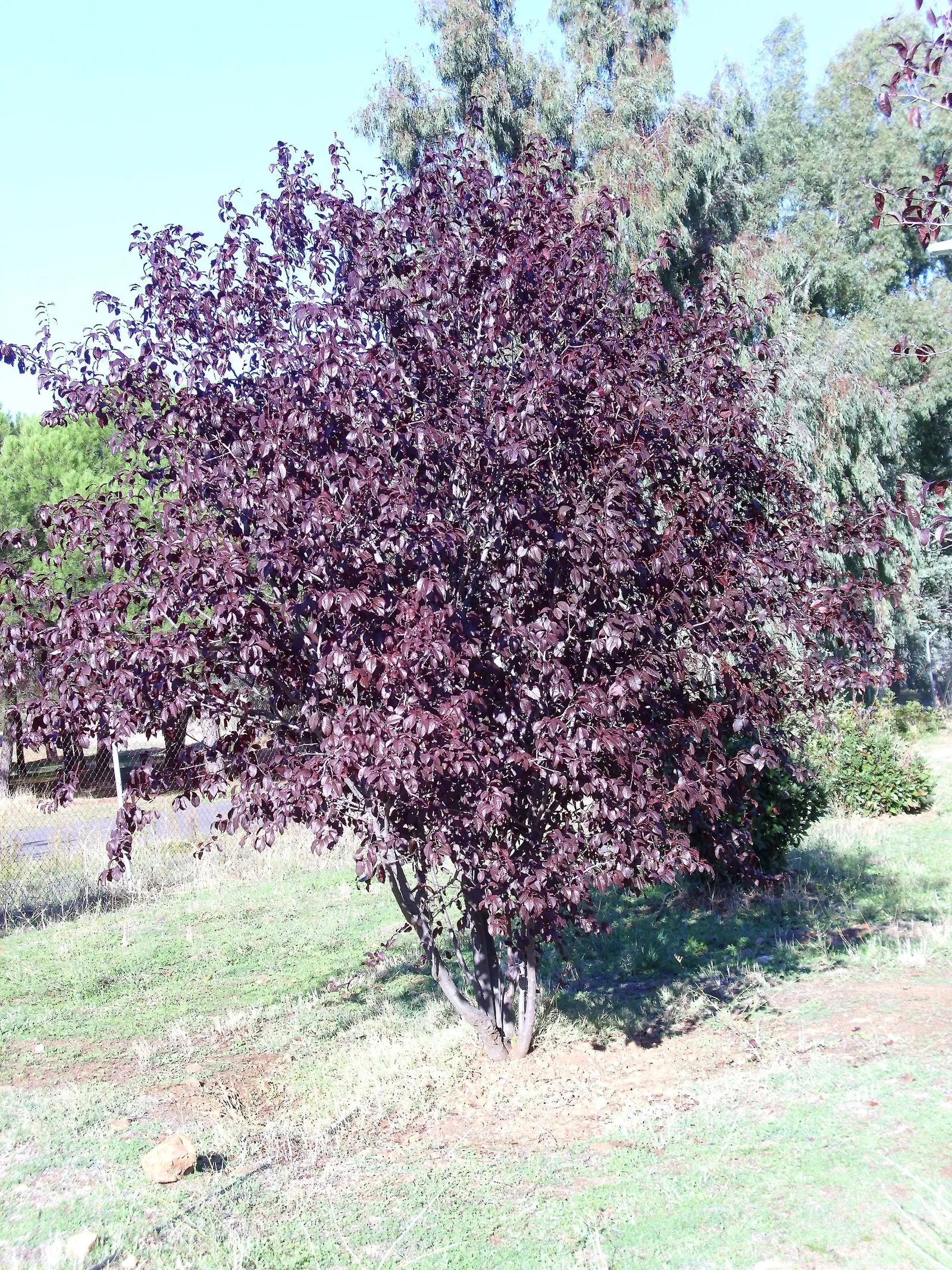 Cherry Plum (Prunus Cerasifera 'Atropurpurea') — This early bloomer is one of the first to herald the end of winter