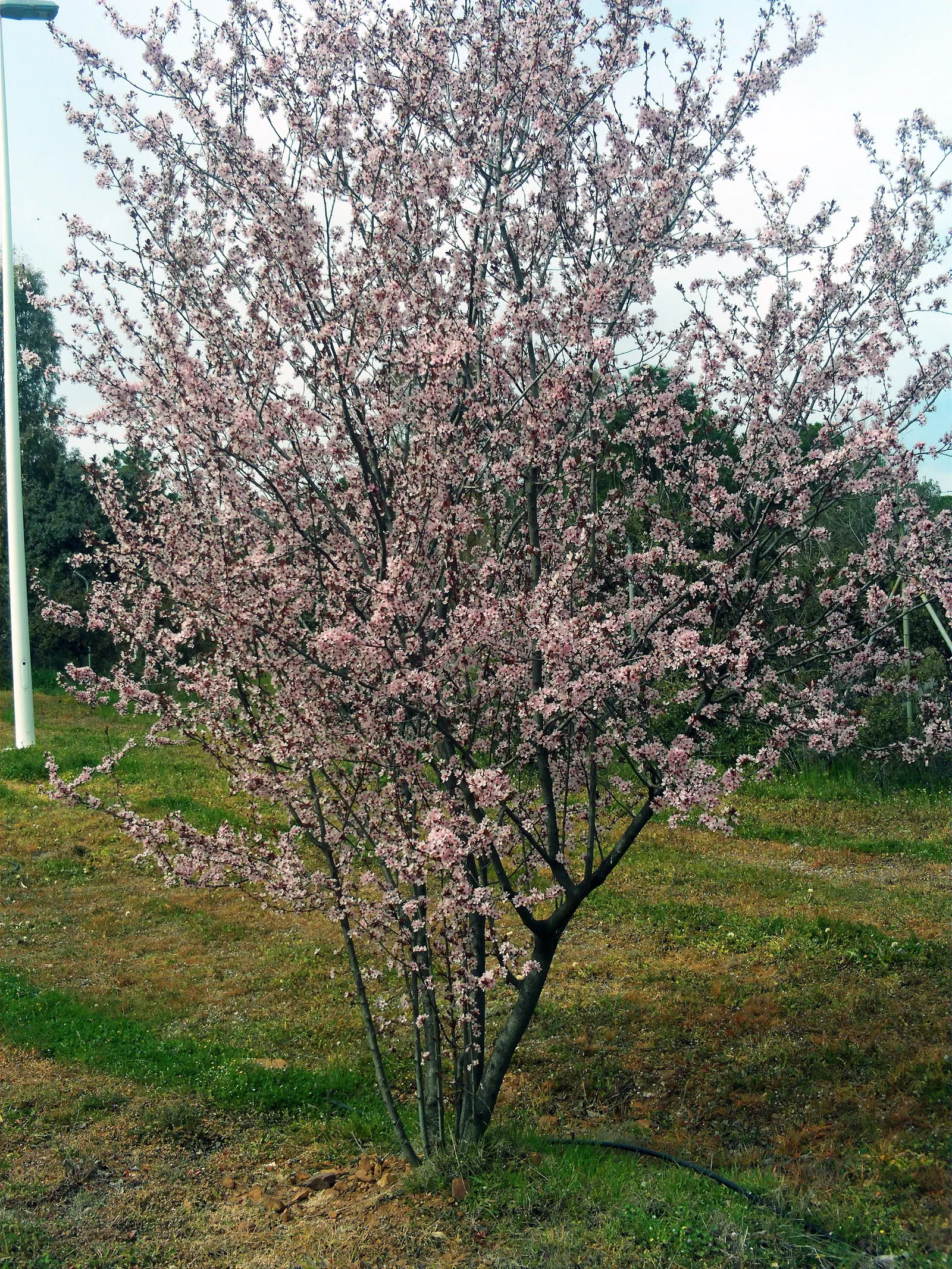Cherry Plum (Prunus Cerasifera 'Atropurpurea') — delicate flowers featuring deep pink hues that contrast starkly against its dark purple leaves