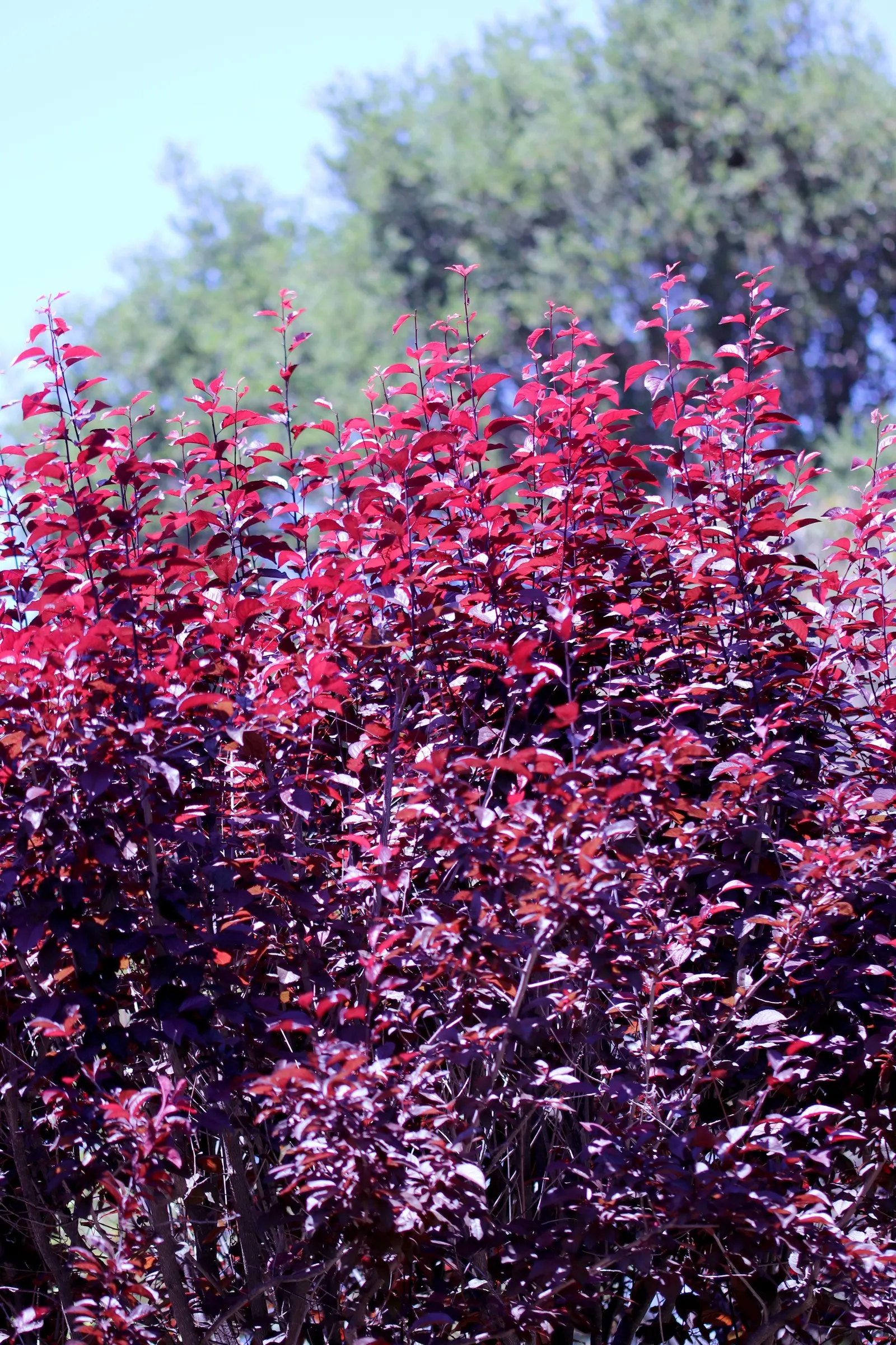 Cherry Plum (Prunus Cerasifera 'Atropurpurea') — scientifically named Prunus cerasifera 'Atropurpurea'