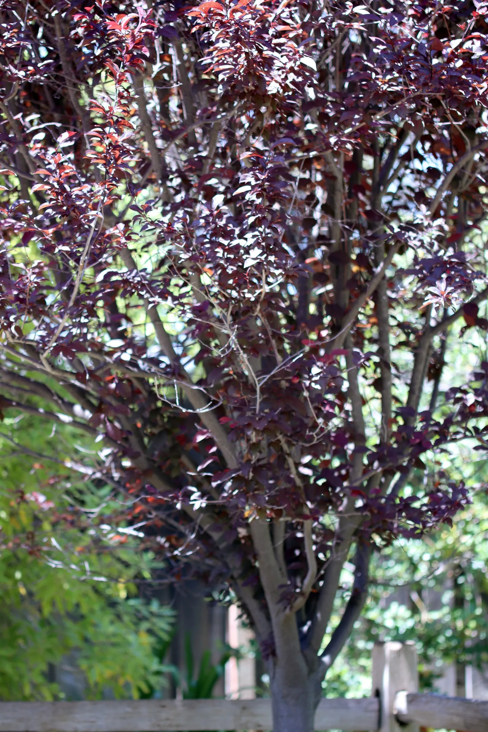 Cherry Plum (Prunus Cerasifera 'Atropurpurea') — Growing to a modest height of 15 to 25 feet with a similar spread