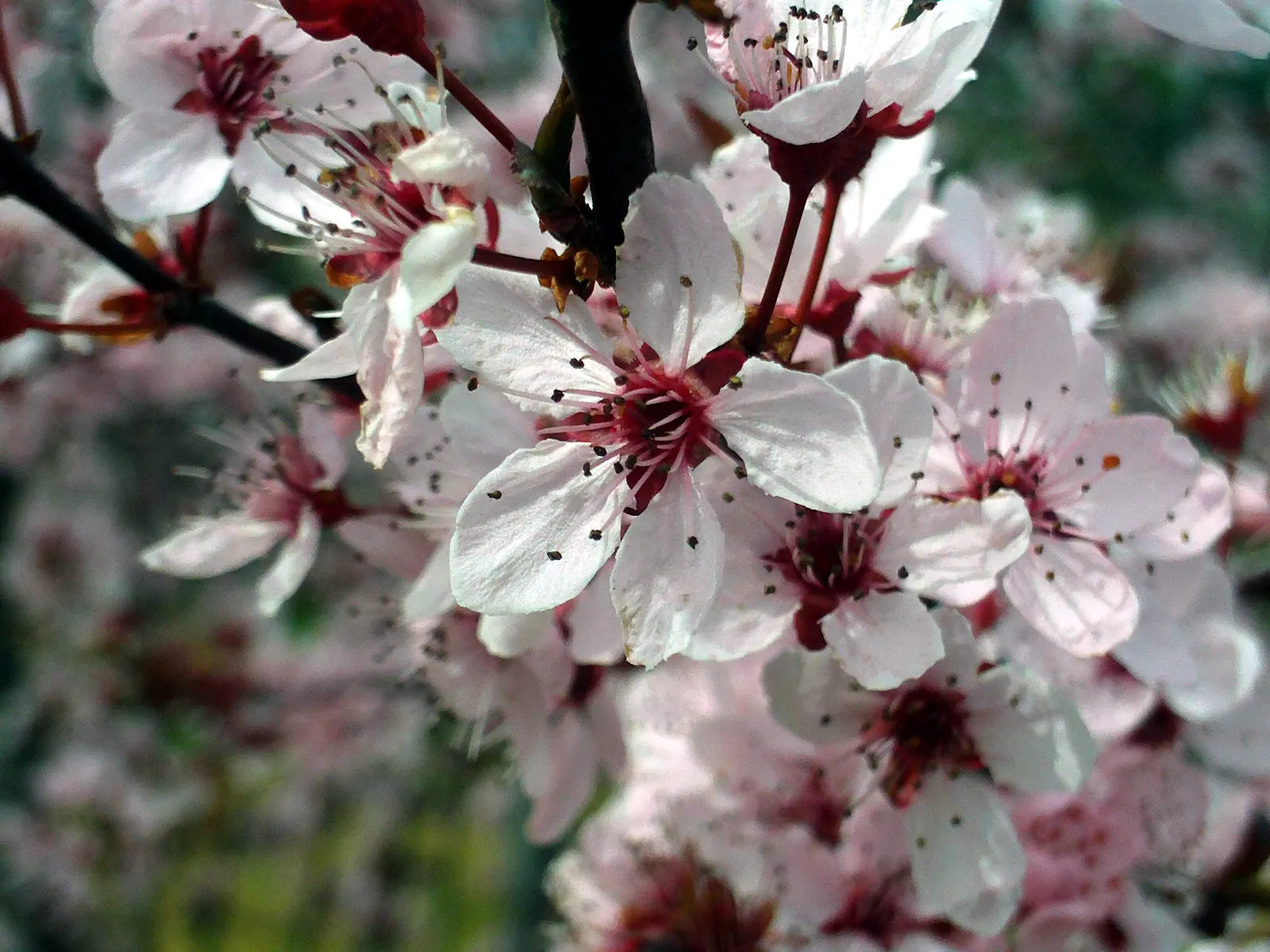 Cherry Plum (Prunus Cerasifera 'Atropurpurea') — It boasts vibrant purple leaves and delicate pink to white blossoms in early spring