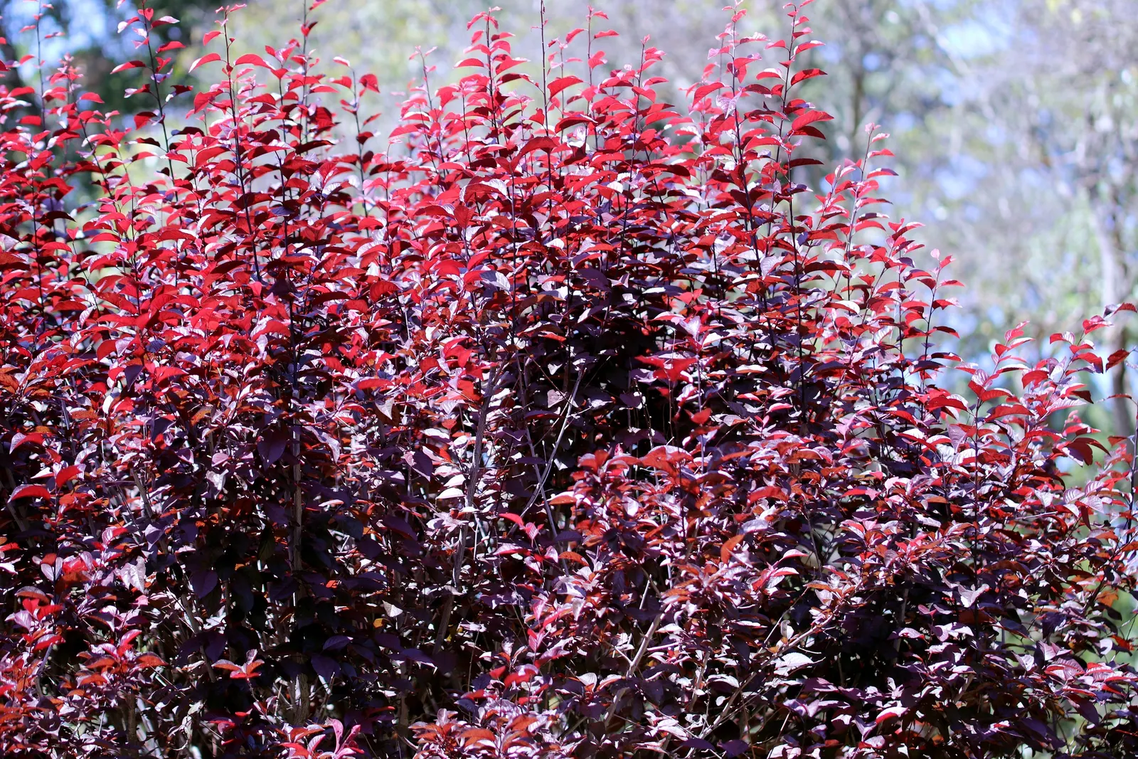 Cherry Plum (Prunus Cerasifera 'Atropurpurea') — is an ornamental favorite with year-round appeal