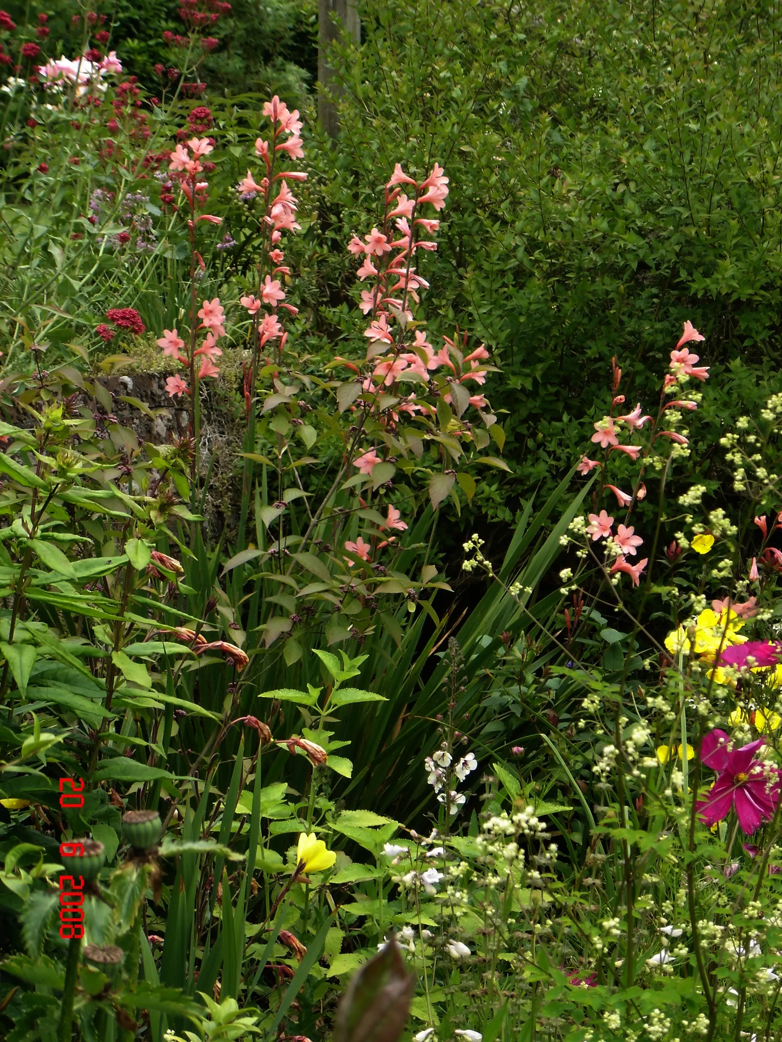 Evergreen Watsonia, Bugle Lily (Watsonia Pillansii) — Ideal for accent planting