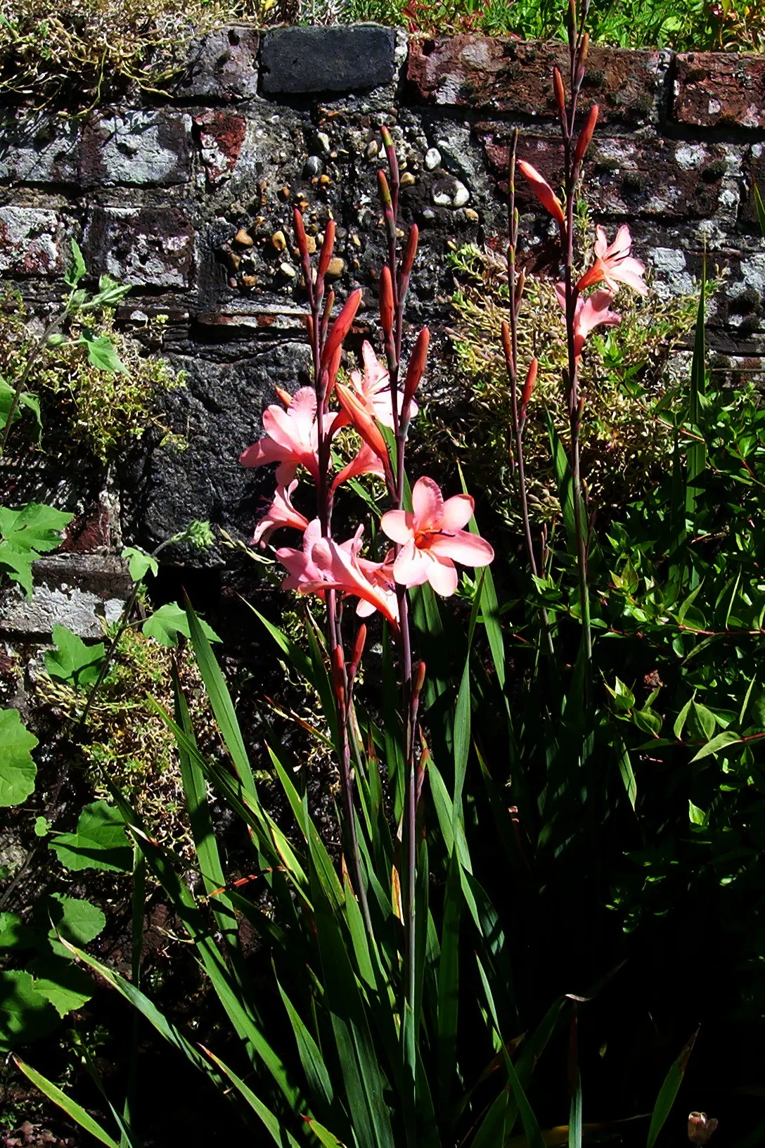Evergreen Watsonia, Bugle Lily (Watsonia Pillansii) — These towers of color are adorned with trumpet-shaped flowers