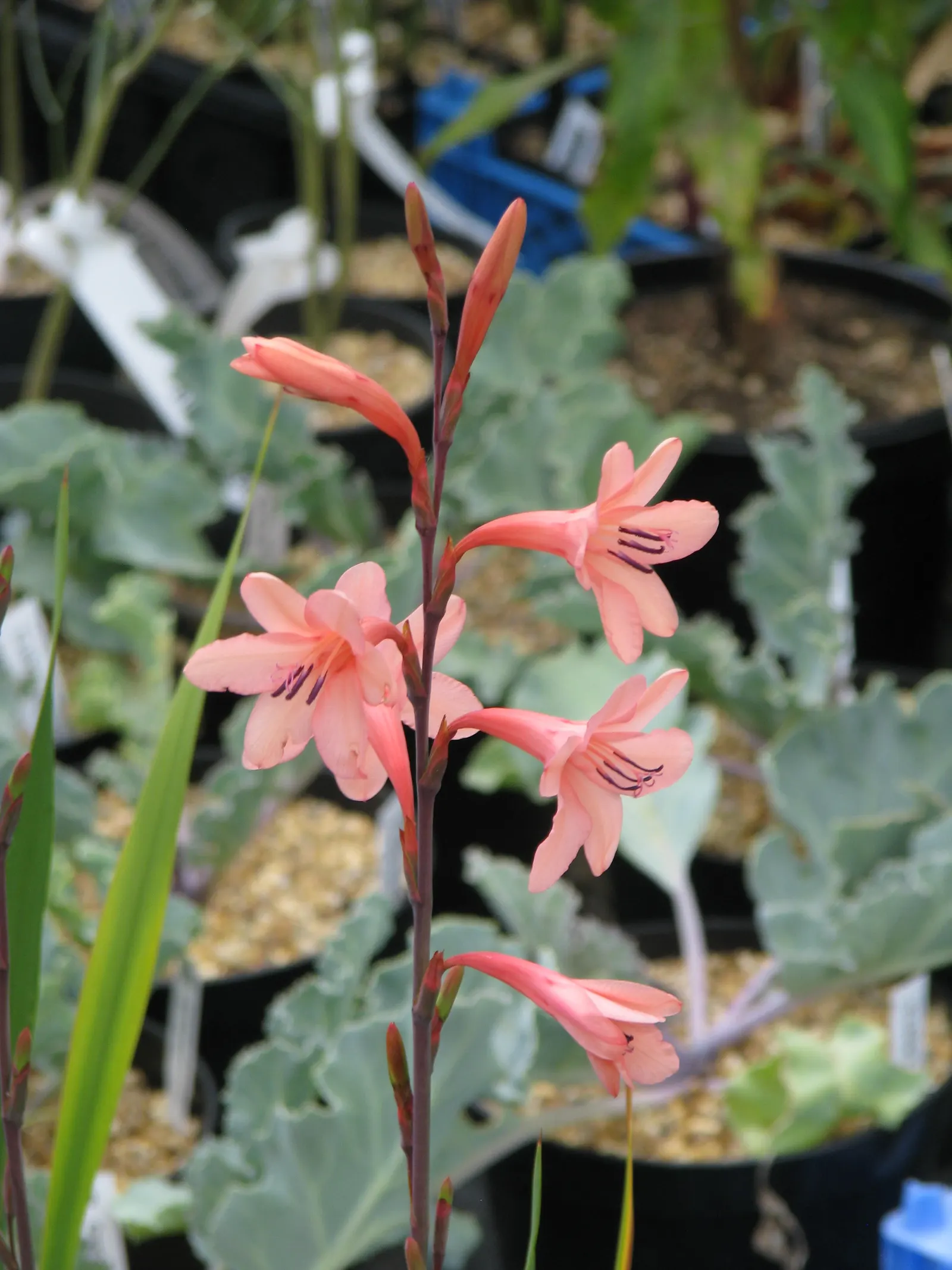 Evergreen Watsonia, Bugle Lily (Watsonia Pillansii) — low-maintenance option to any landscape design