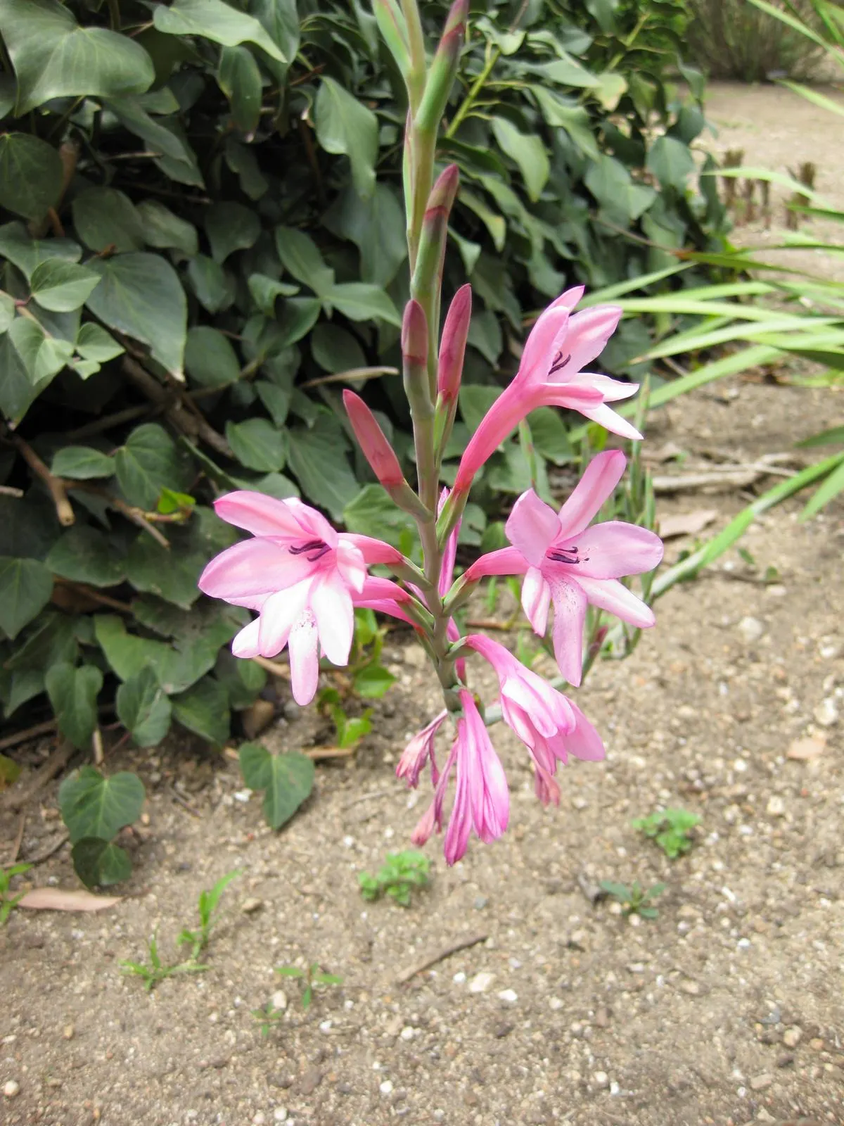 Evergreen Watsonia, Bugle Lily (Watsonia Pillansii) — commonly referred to as Bugle Lily or Watsonia pillansii