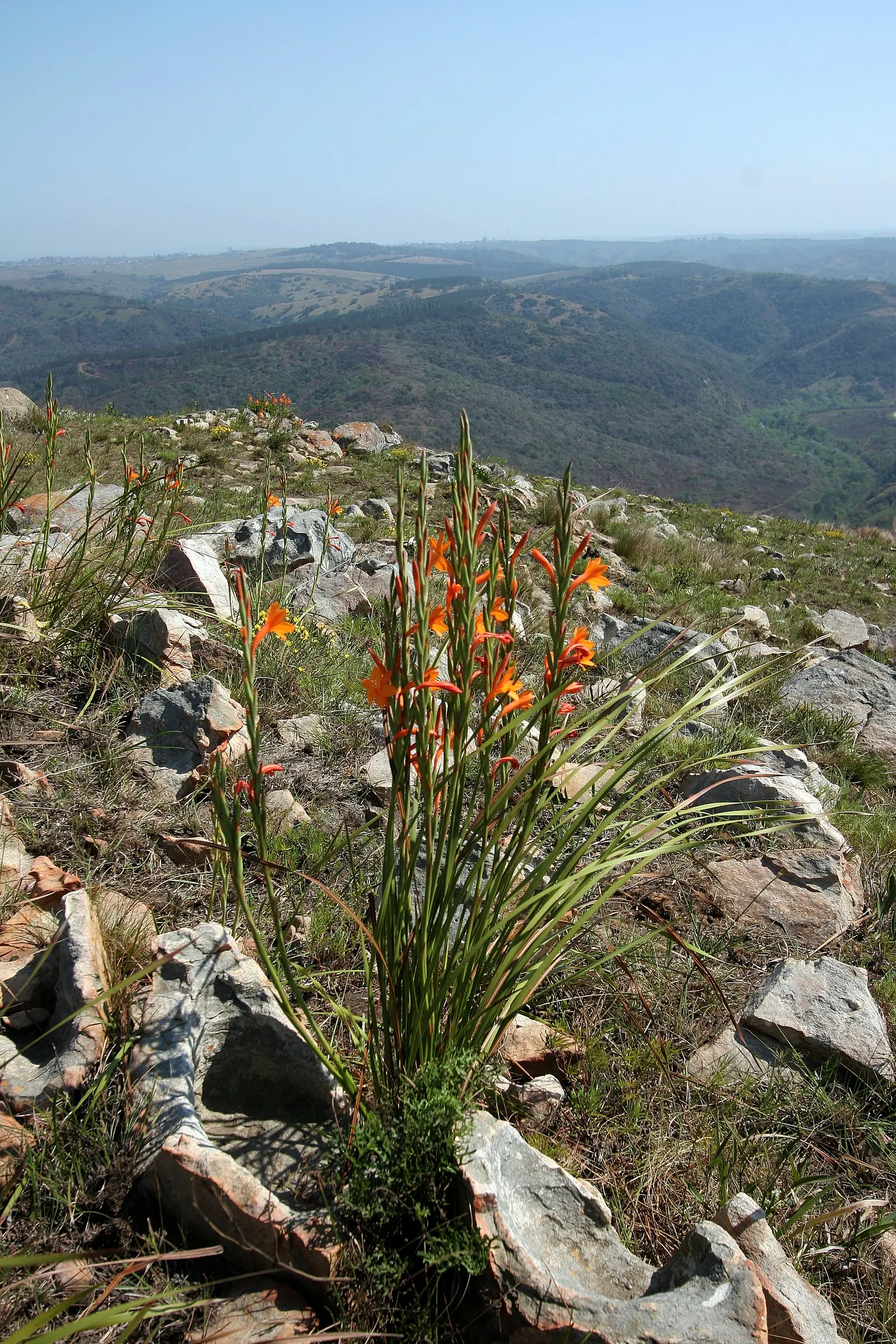Evergreen Watsonia, Bugle Lily (Watsonia Pillansii) — Its lance-shaped leaves form dense clumps approximately 18 to 24 inches wide