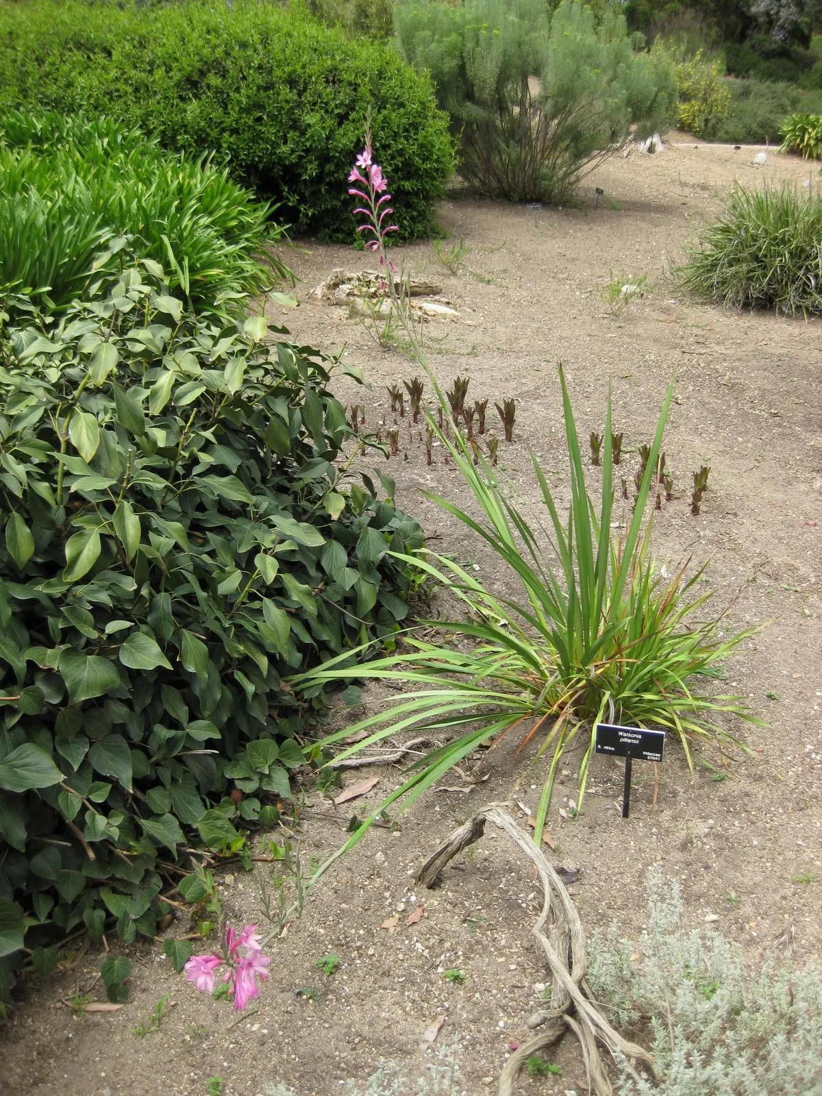 Evergreen Watsonia, Bugle Lily (Watsonia Pillansii) — showcases striking orange blooms atop 4 to 5-foot tall